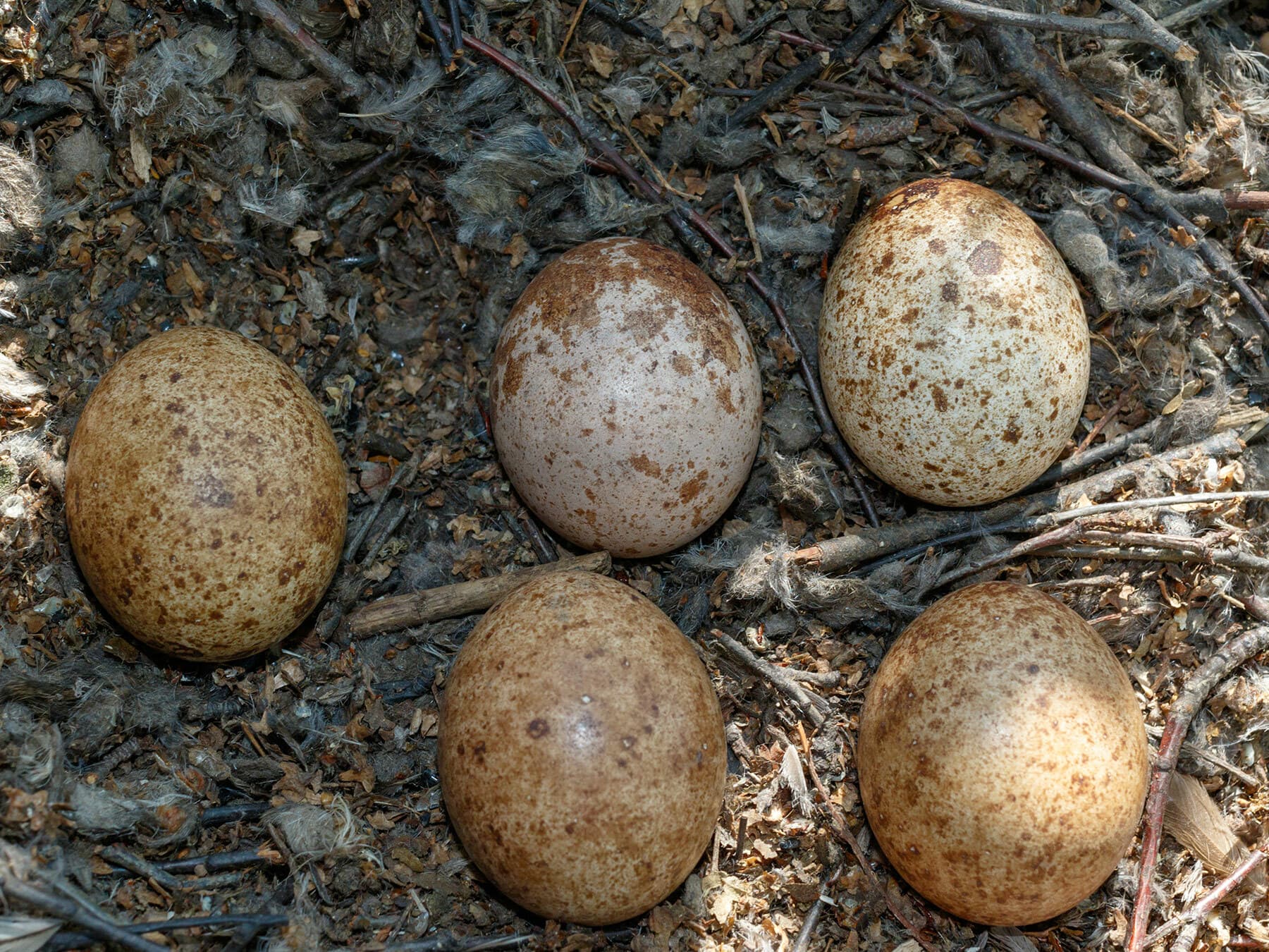 Nest of a Common Kestrel