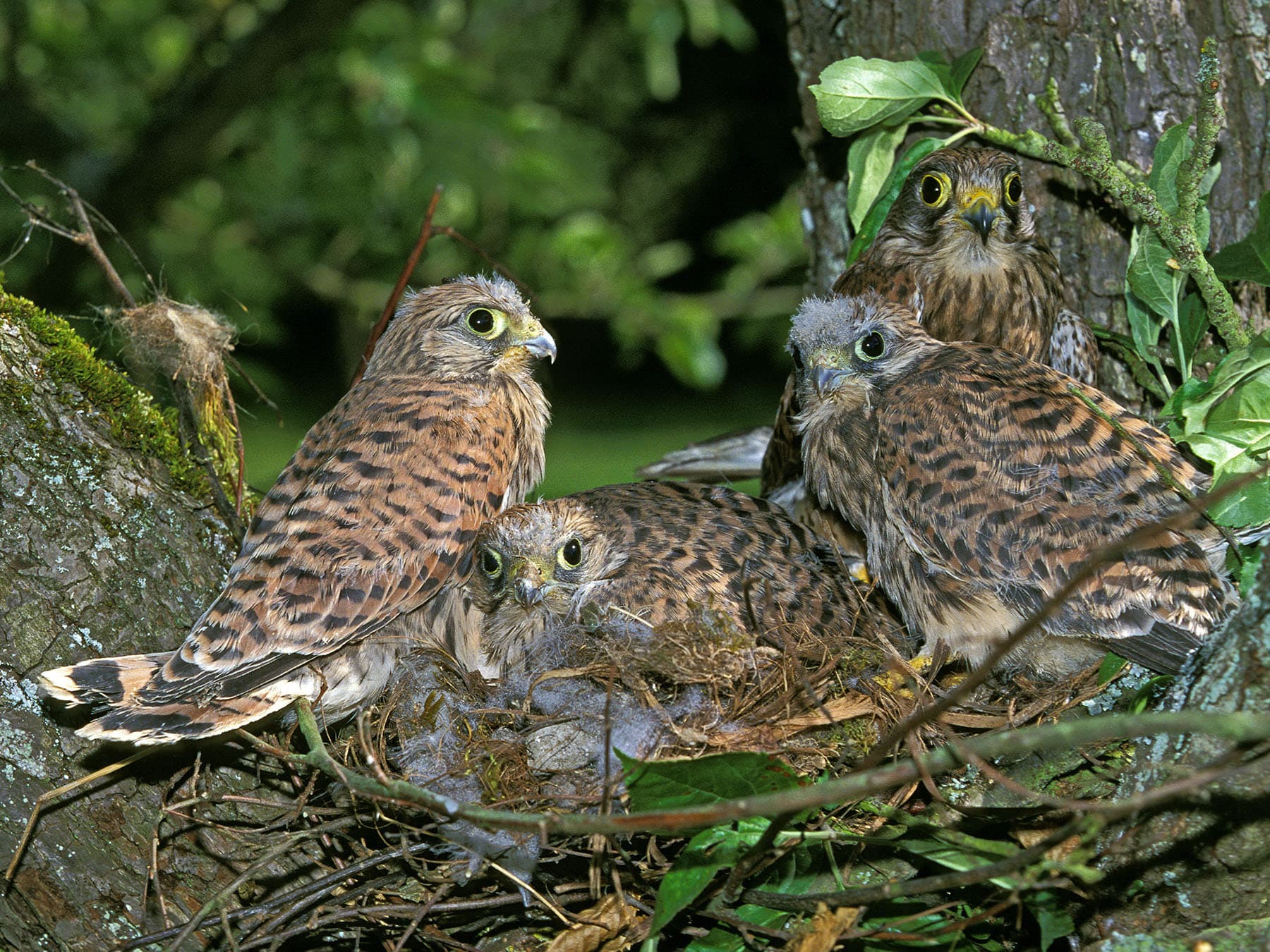 Kestrel nest with chicks