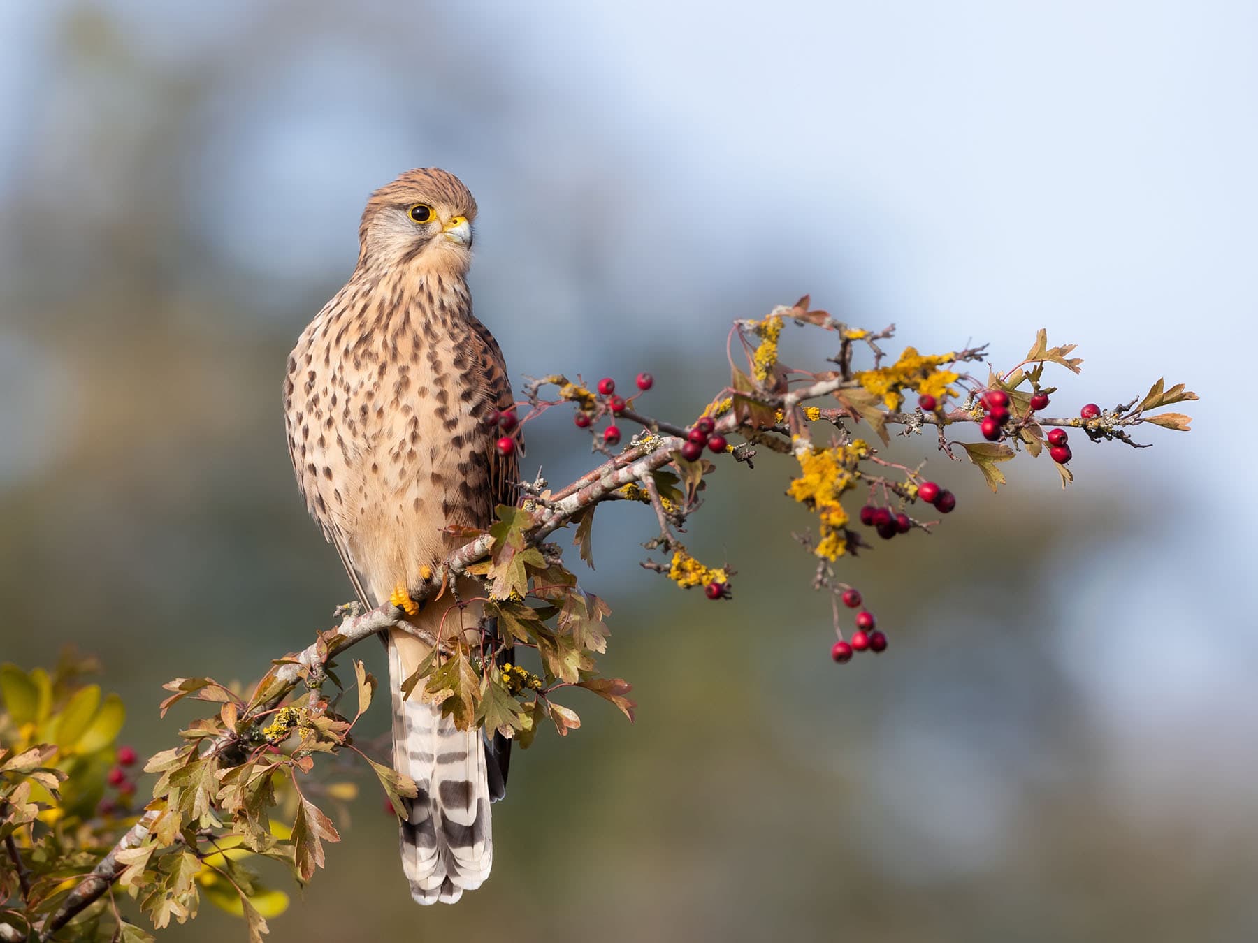 Common Kestrel perched on a branch, in an upright posture