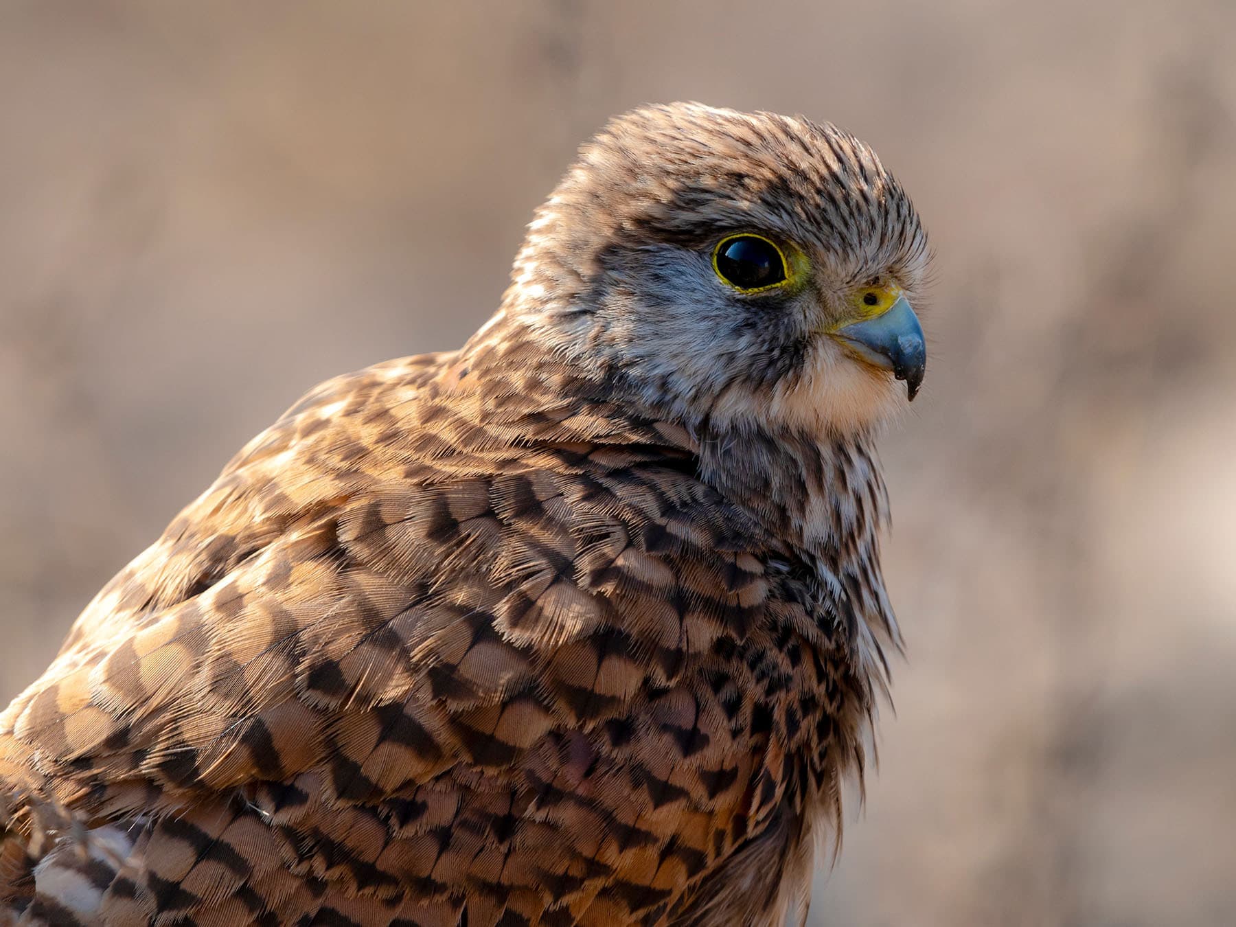 Portrait of a Kestrel
