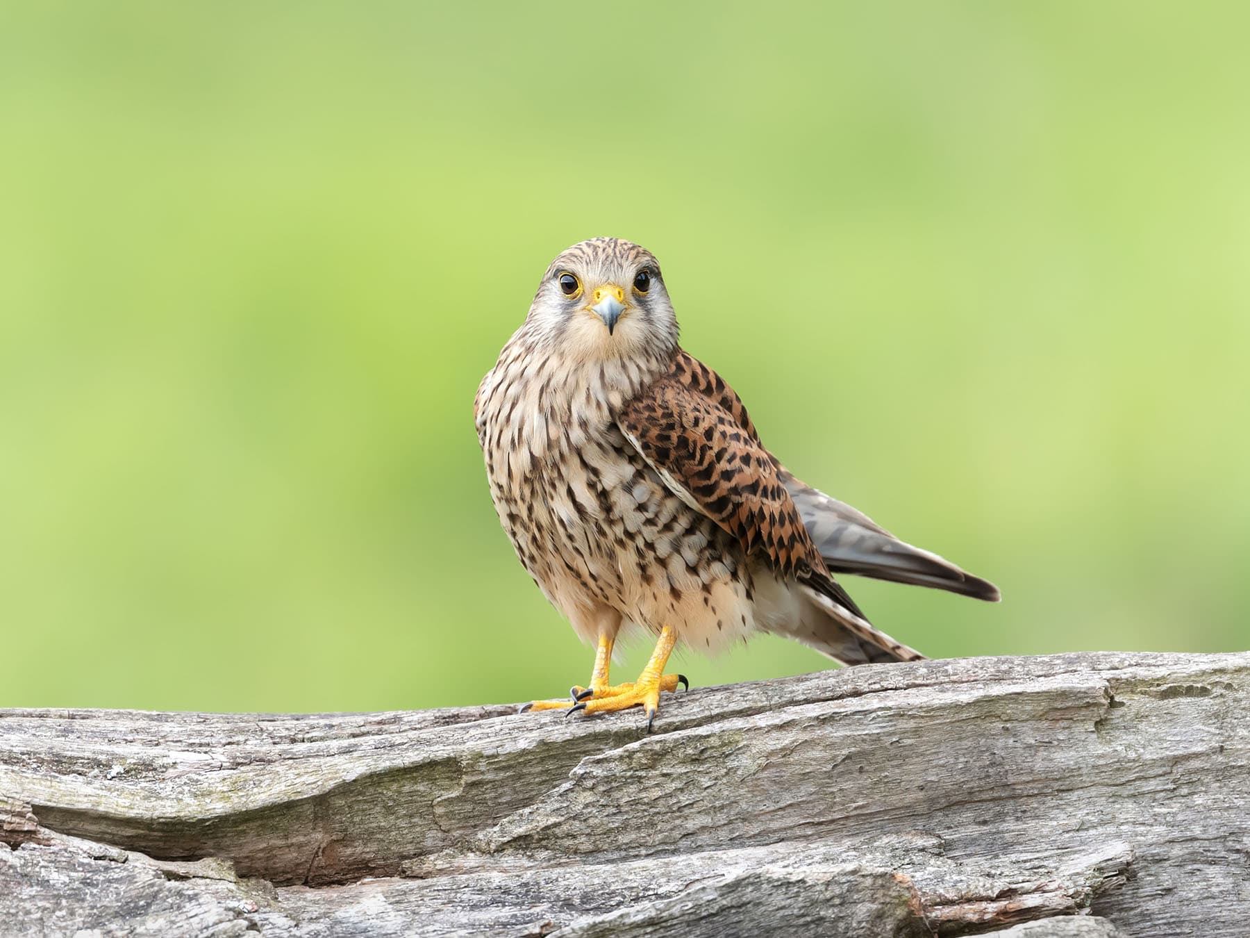 Kestrel
