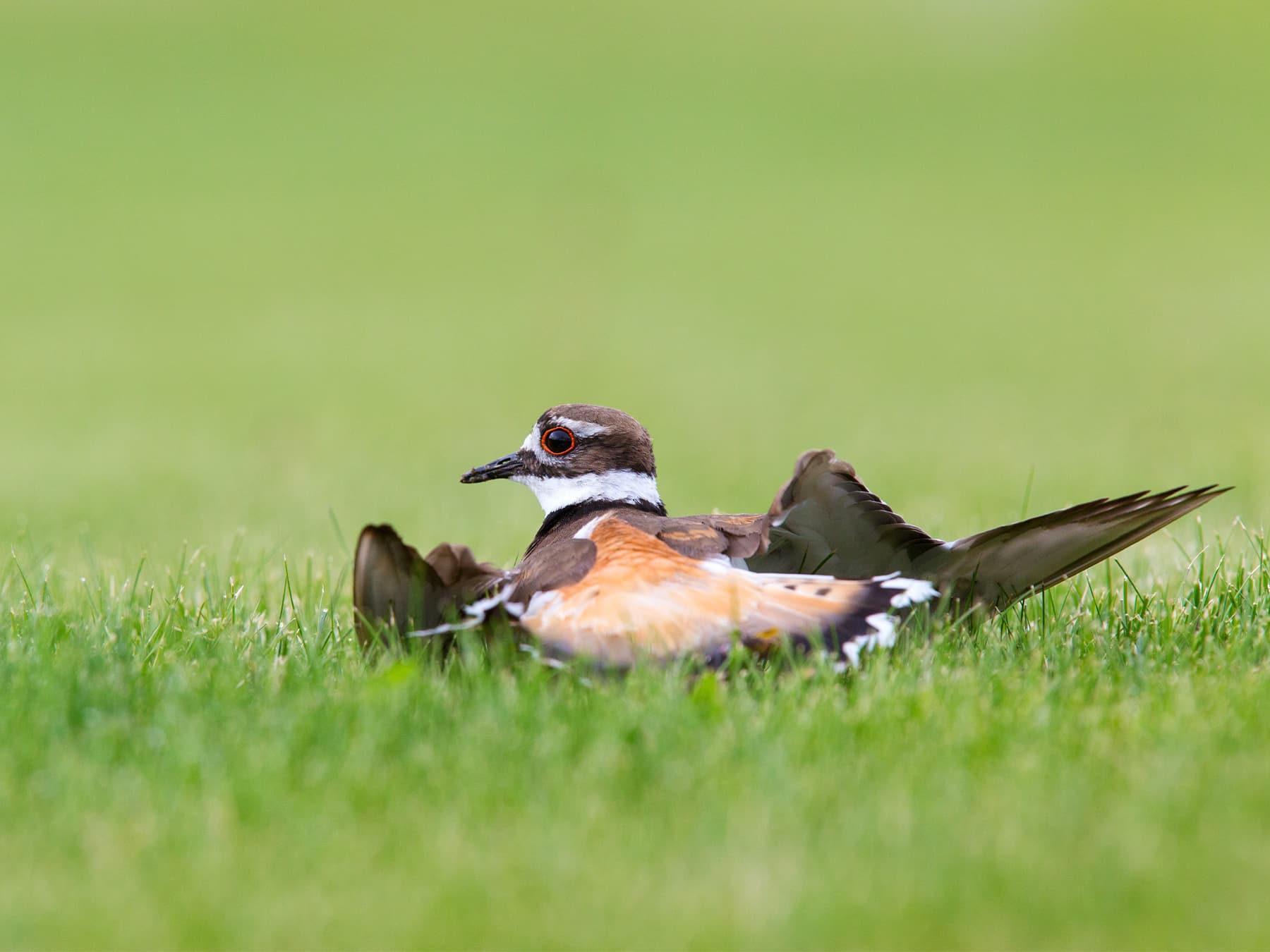 Killdeer doing broken wing act to fool predators away from nest