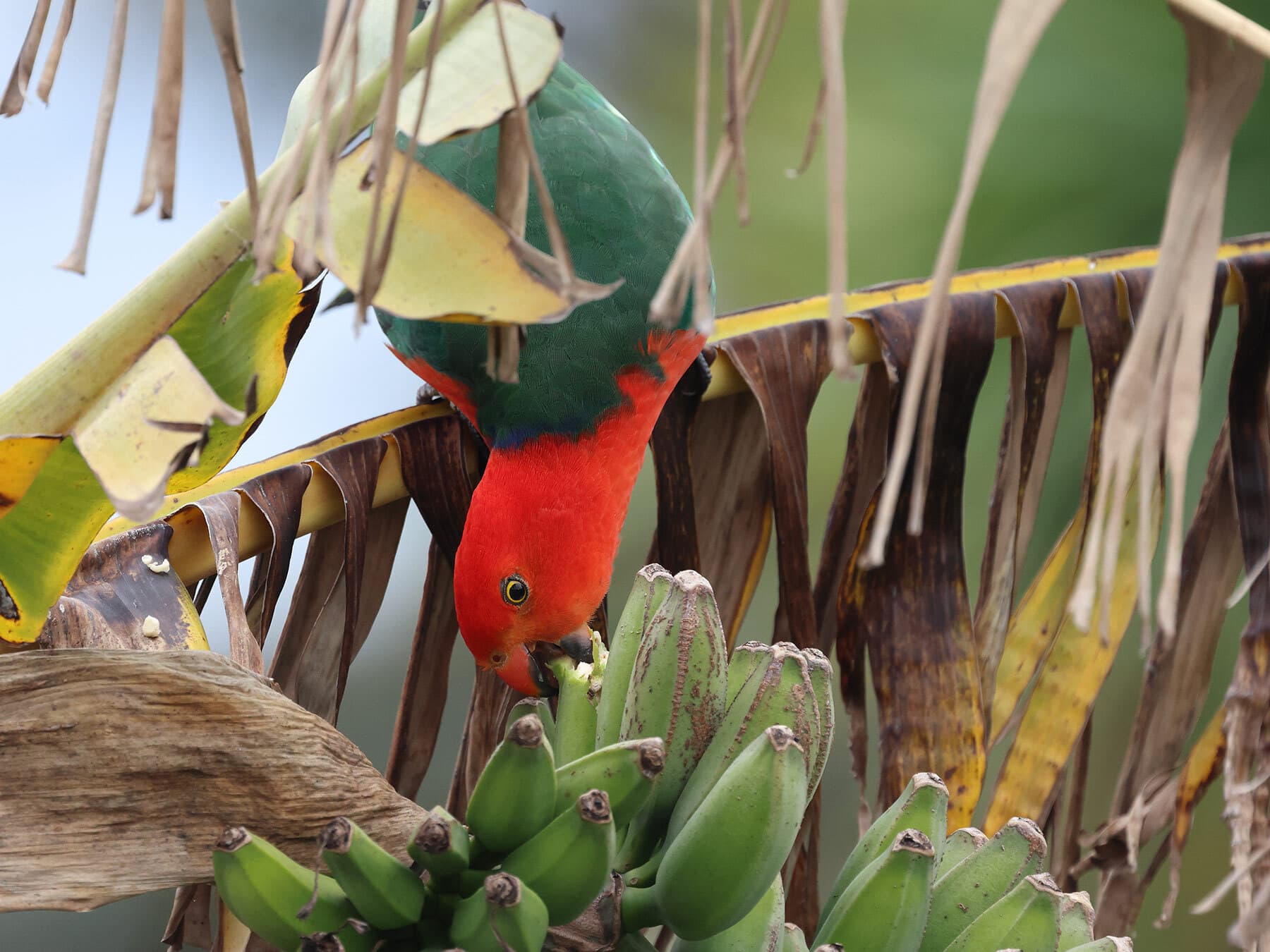 King parrot eating bananas