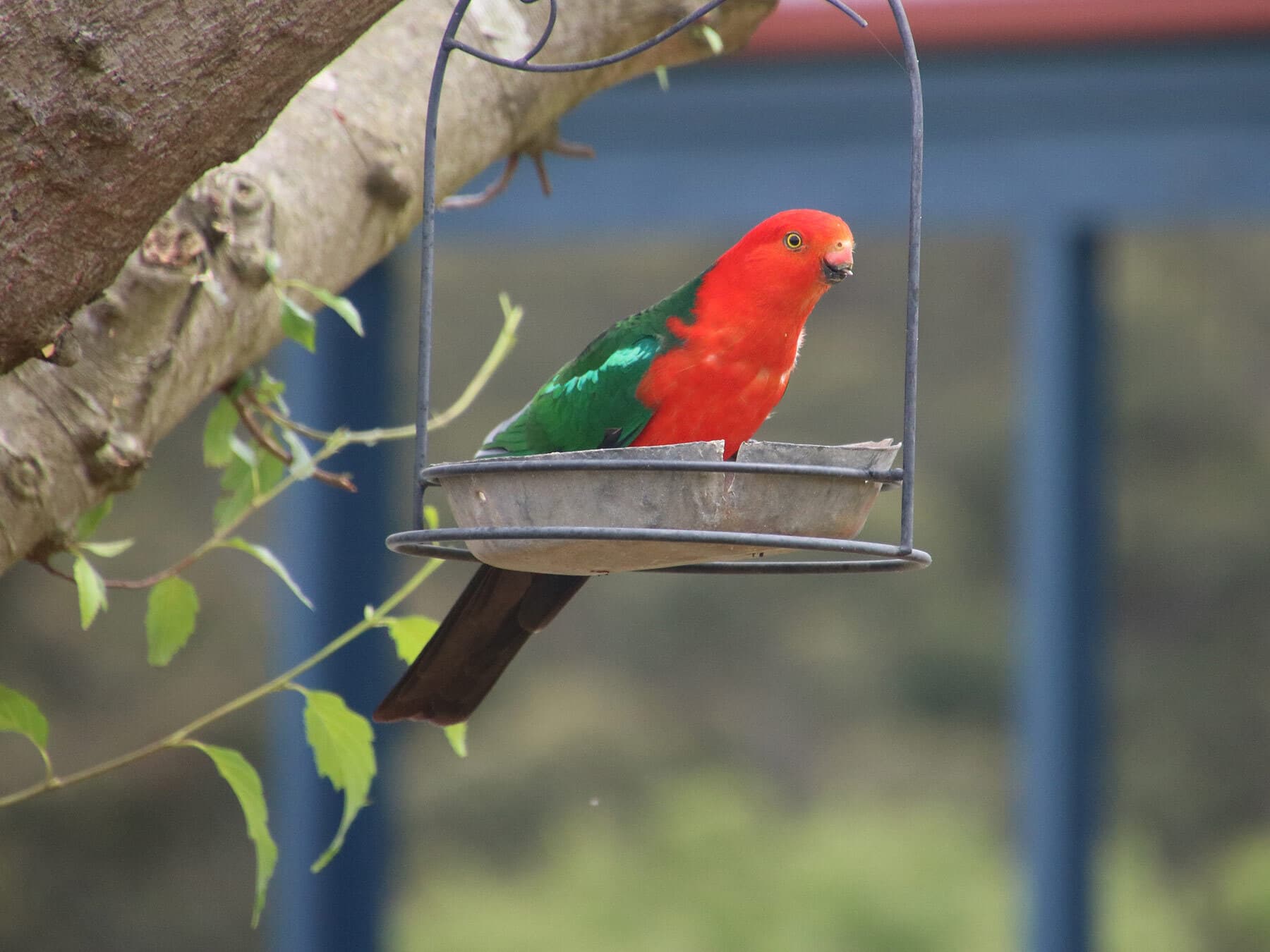King parrot eating from bird feeder