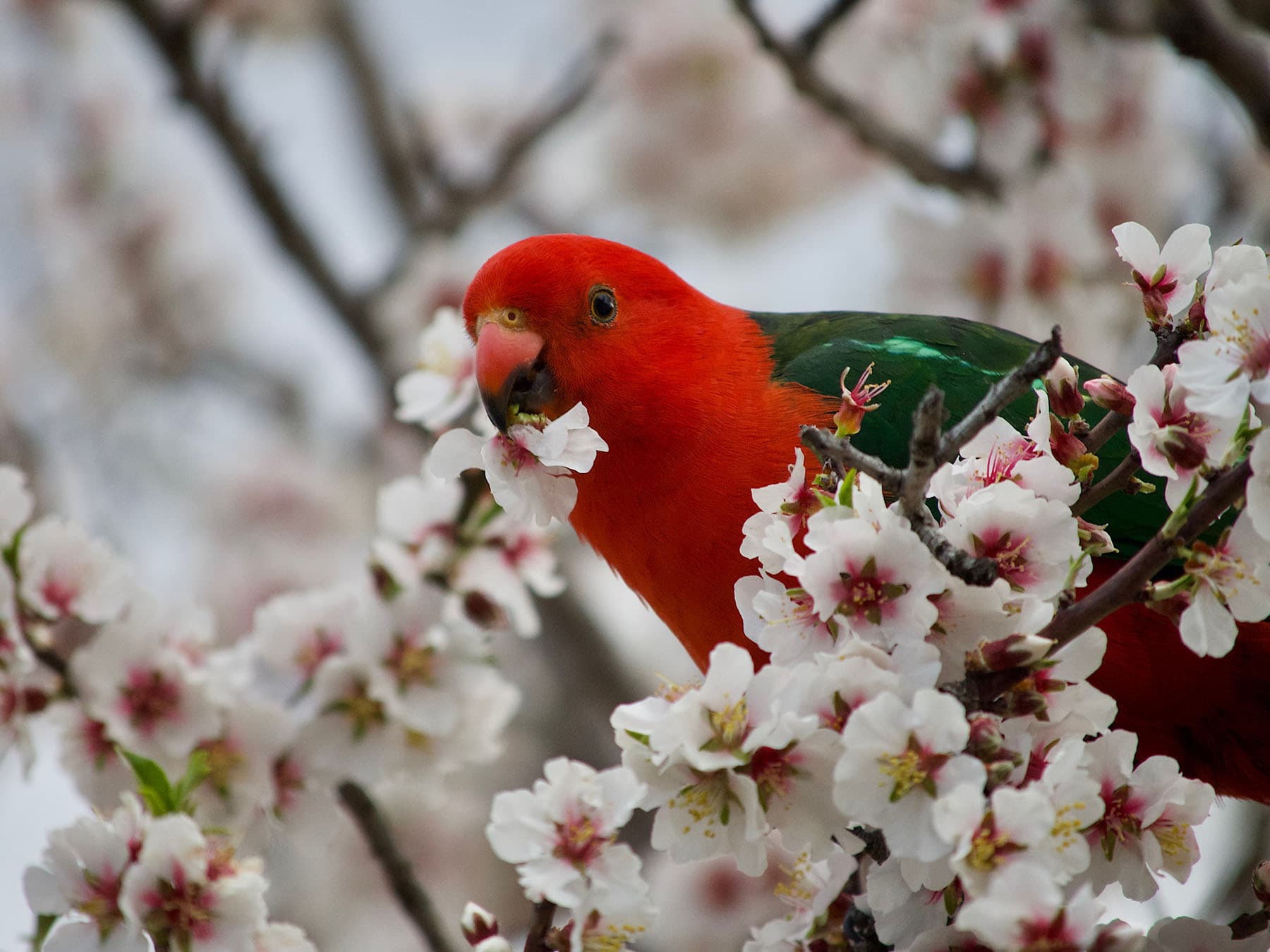 King Parrot feeding in the tree