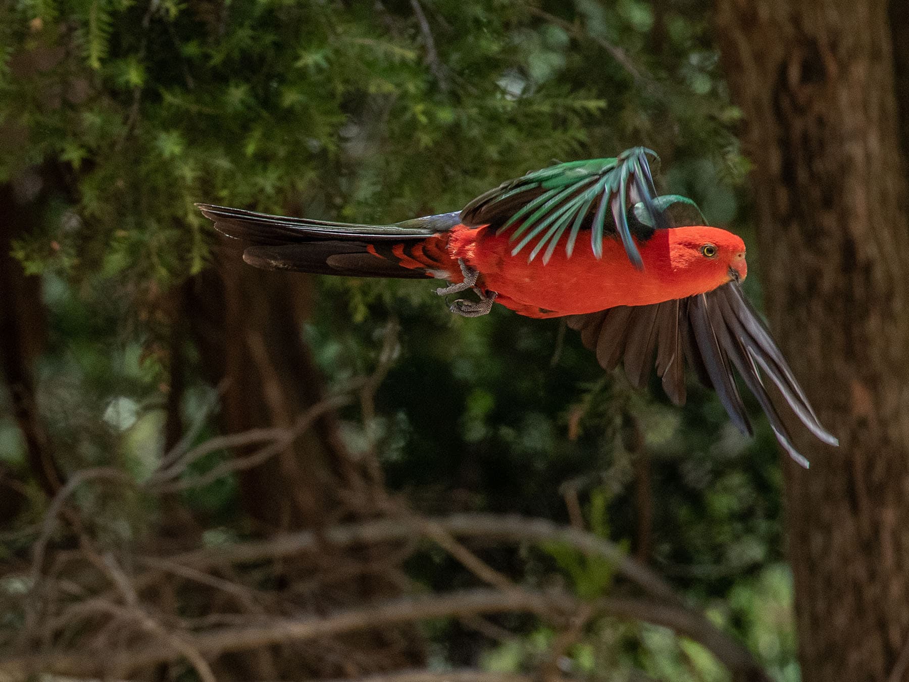 King Parrot in flight