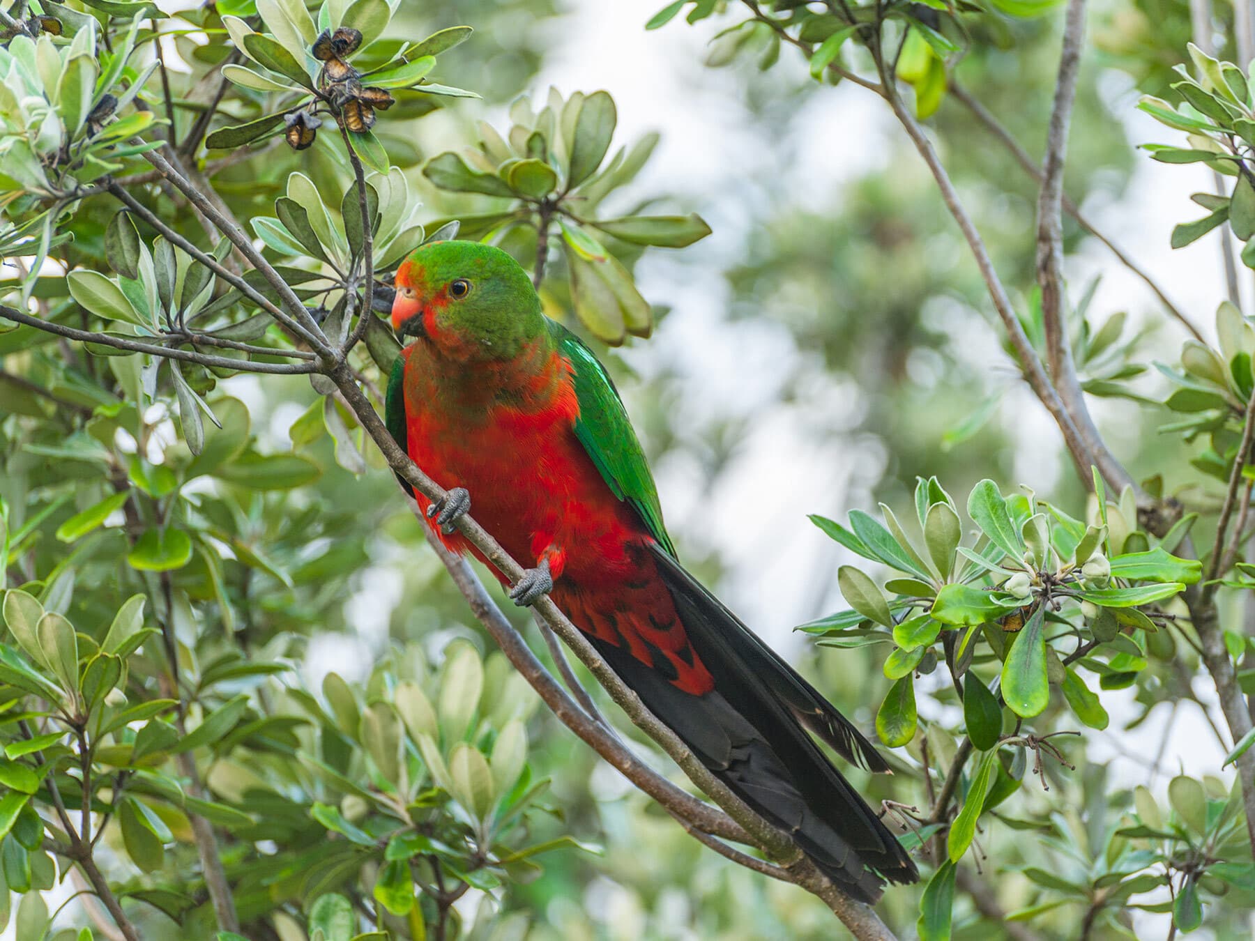 King parrot foraging