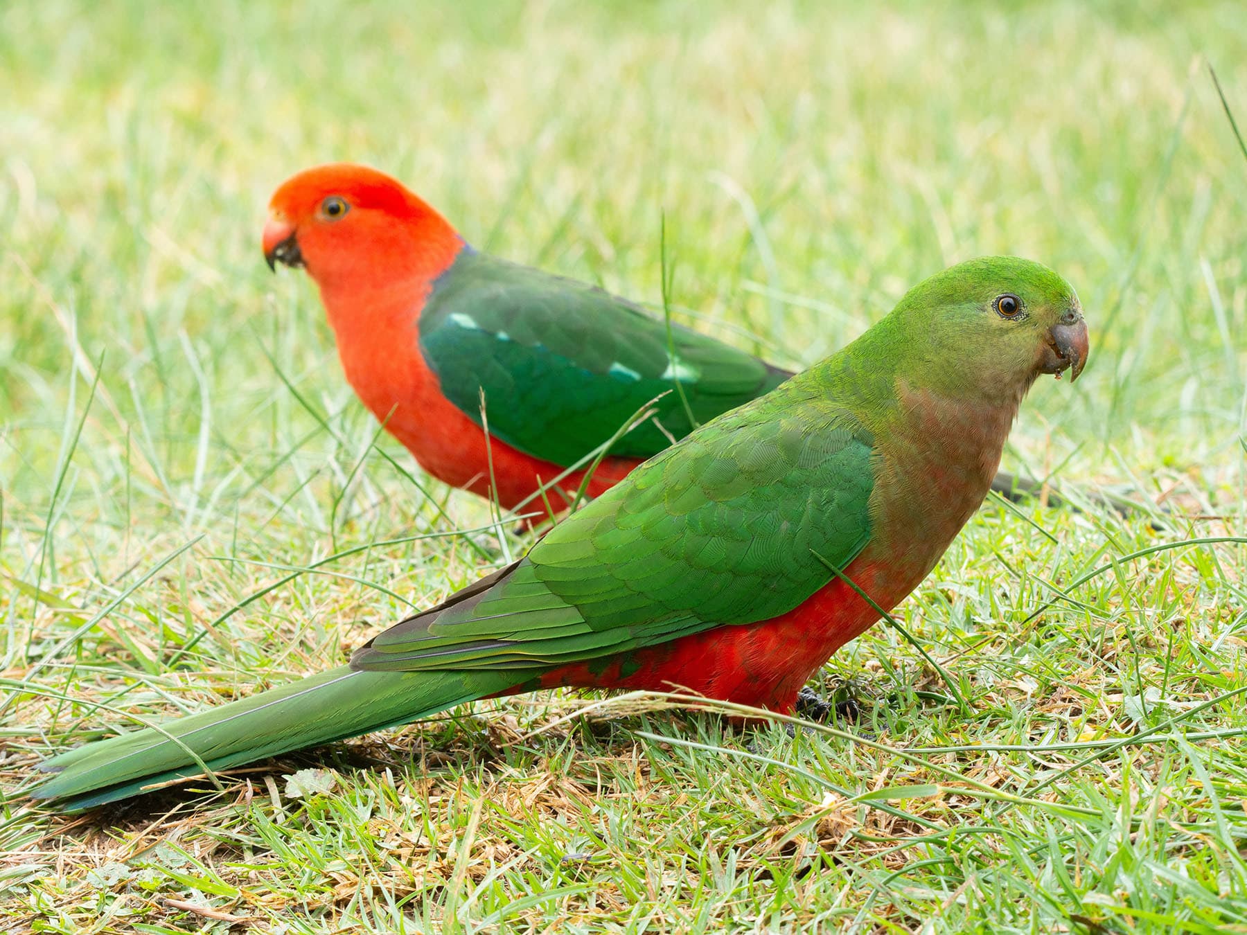 Male (back) and female (front) King Parrots
