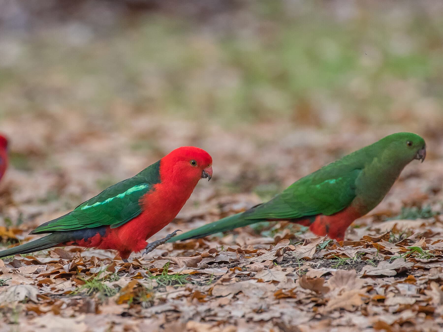 King parrots searching food