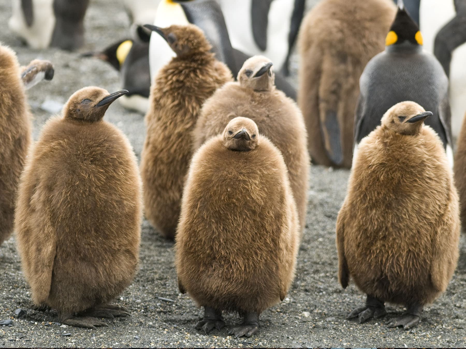 King Penguin chicks