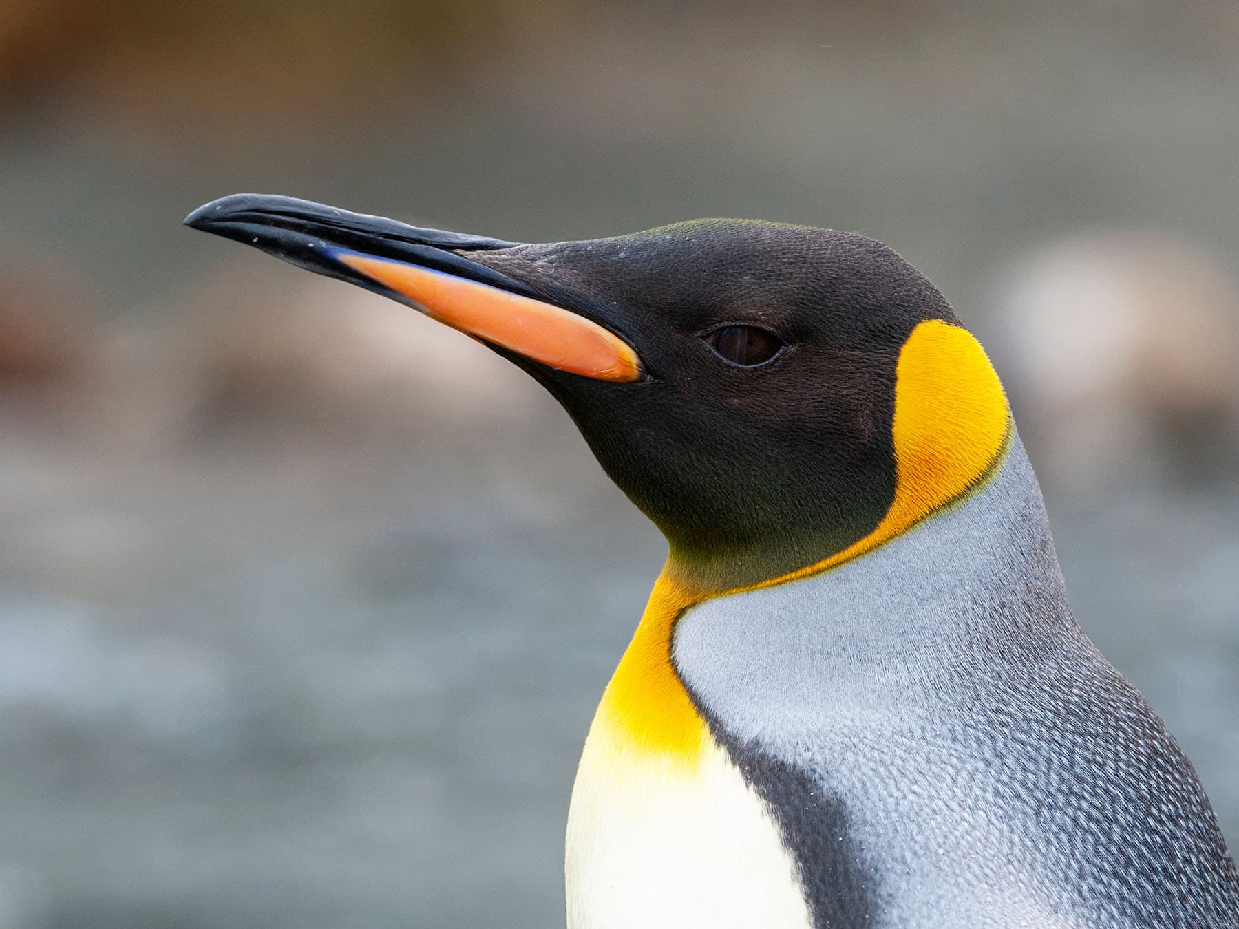 Close up of a King Penguin