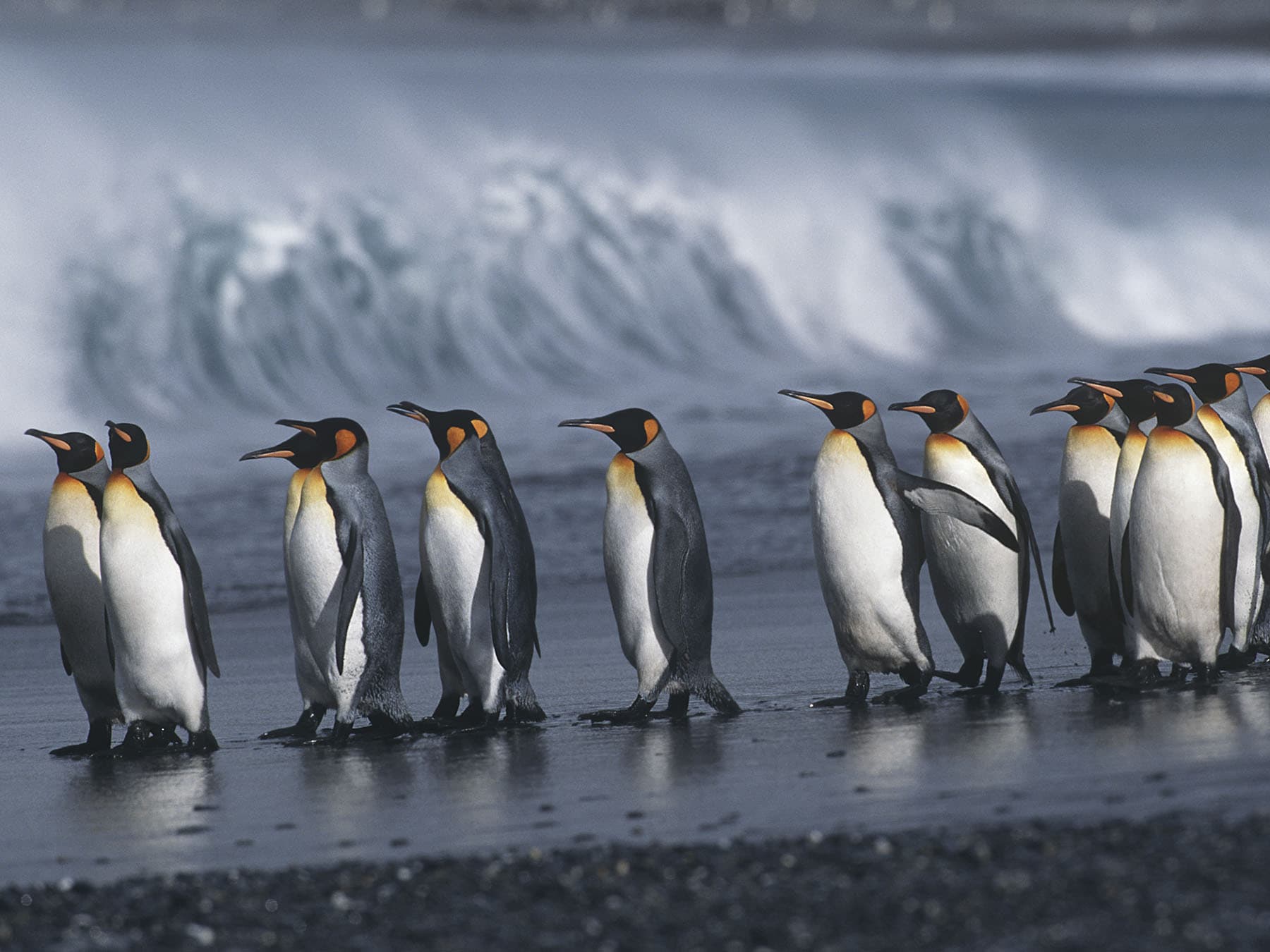 Small group of King Penguins