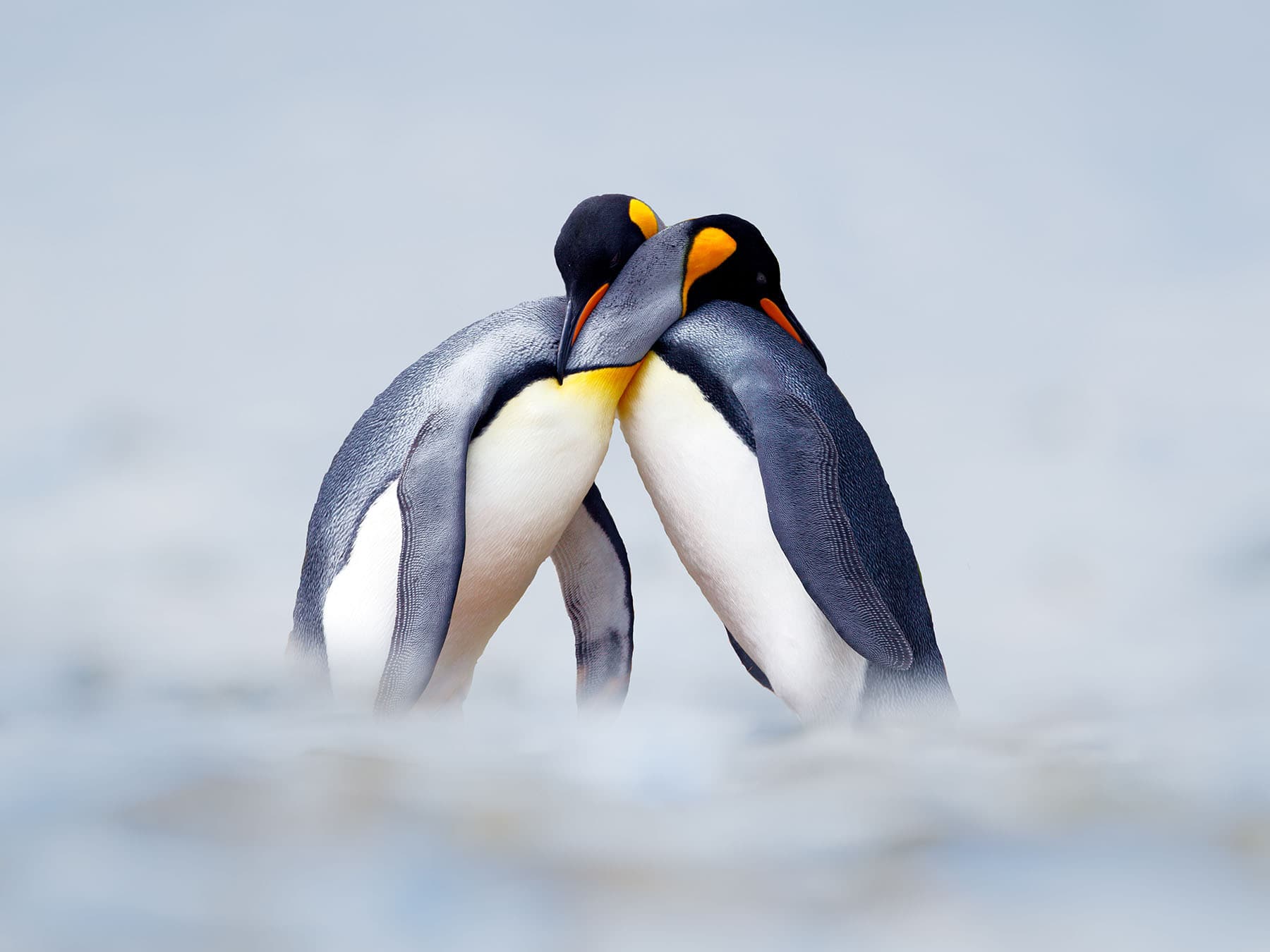 King Penguin courtship ritual