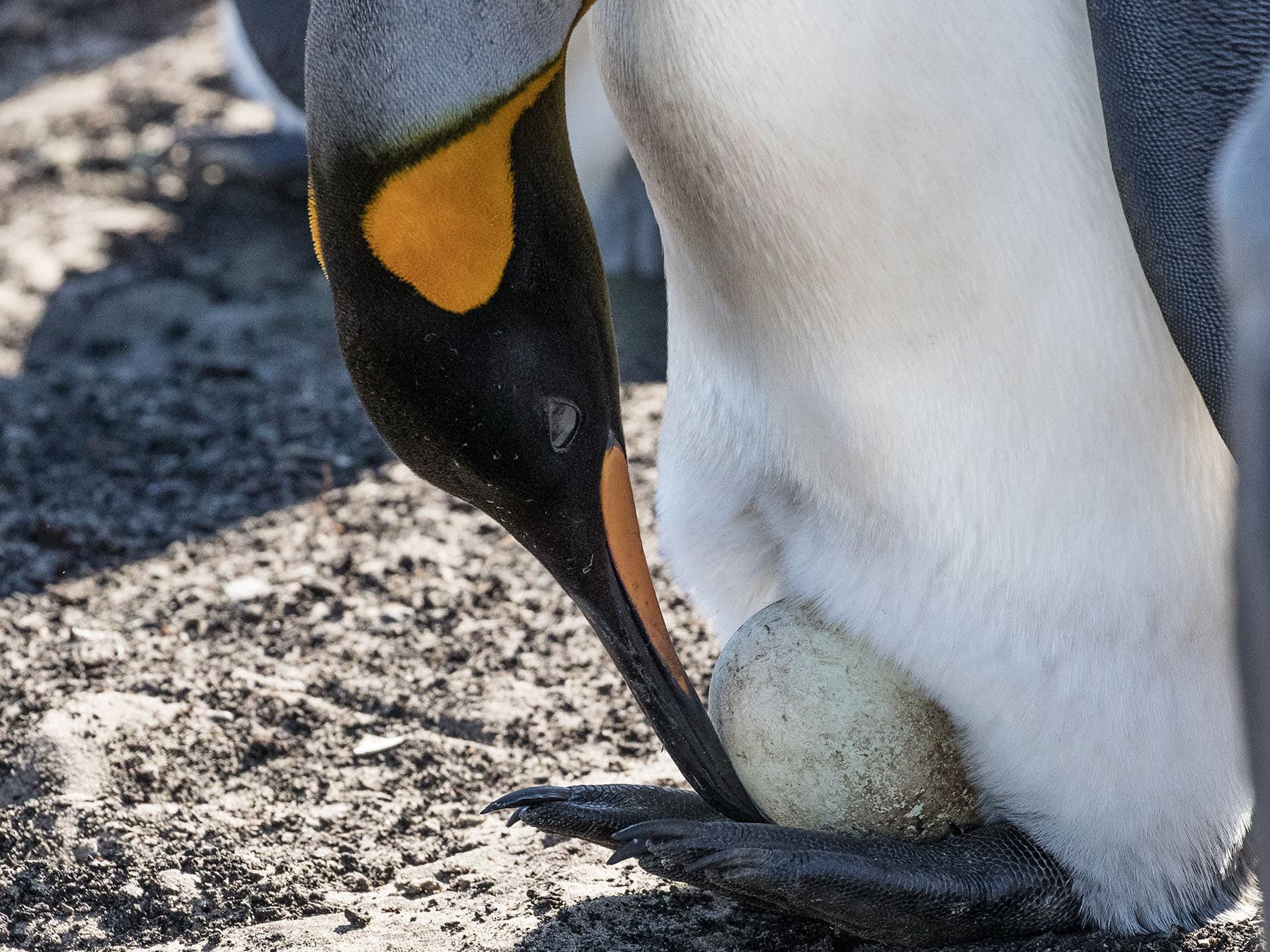 King Penguin incubating egg