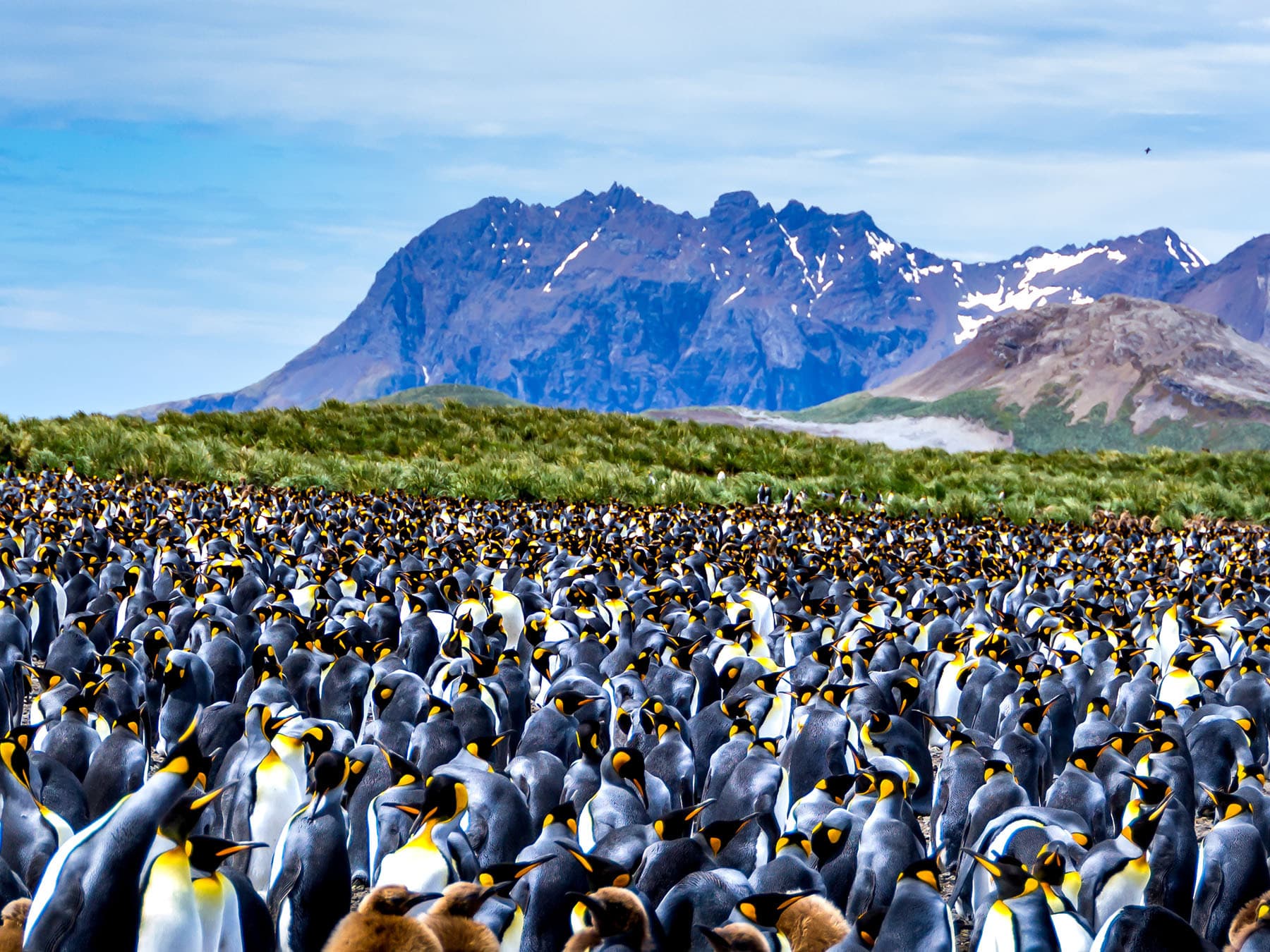 Large King Penguin colony, South Georgia, Antarctic