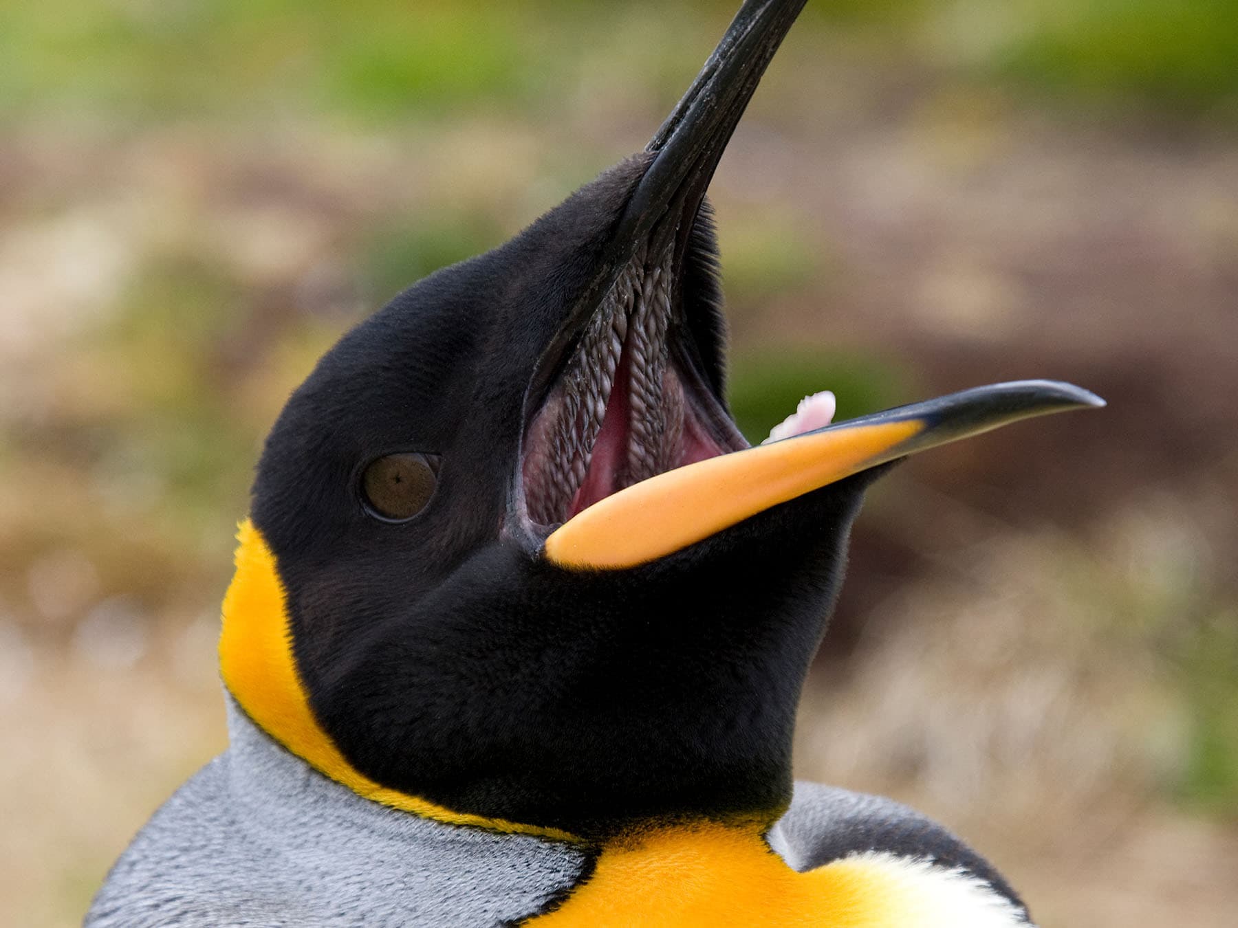 King penguin mouth