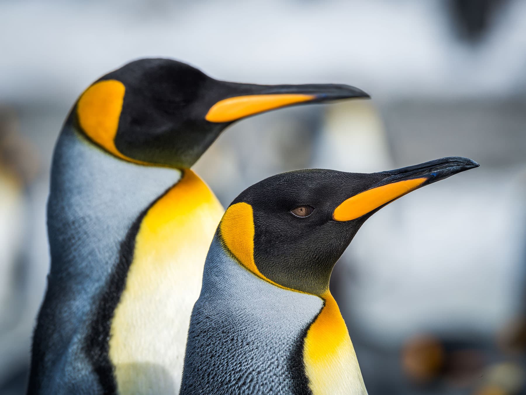 King penguin pair