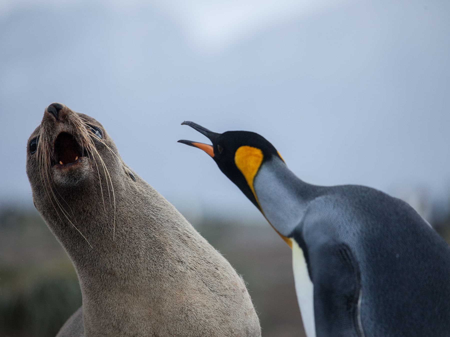 King Penguin attacking a Fur Seal