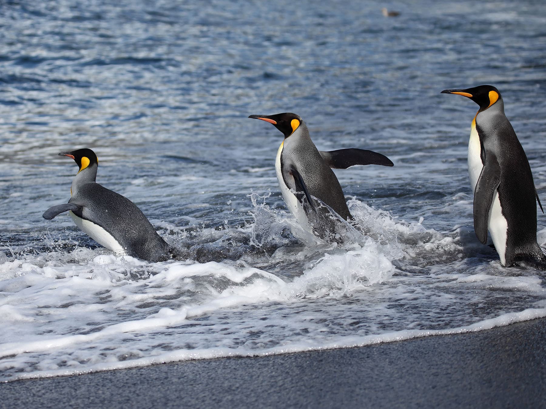 King Penguins going off into the sea
