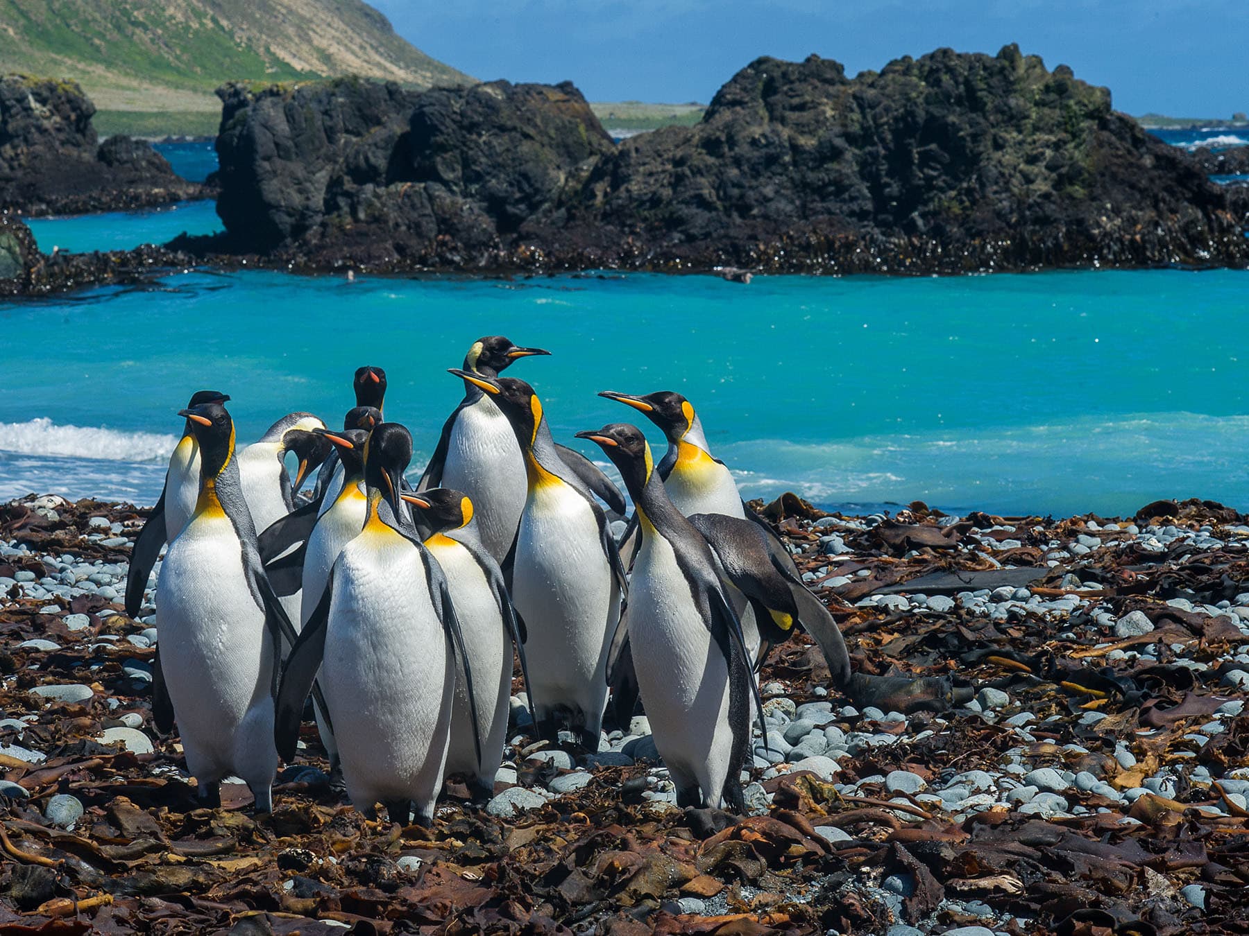 King Penguins, Macquarie Island, between Australia and Antarctica