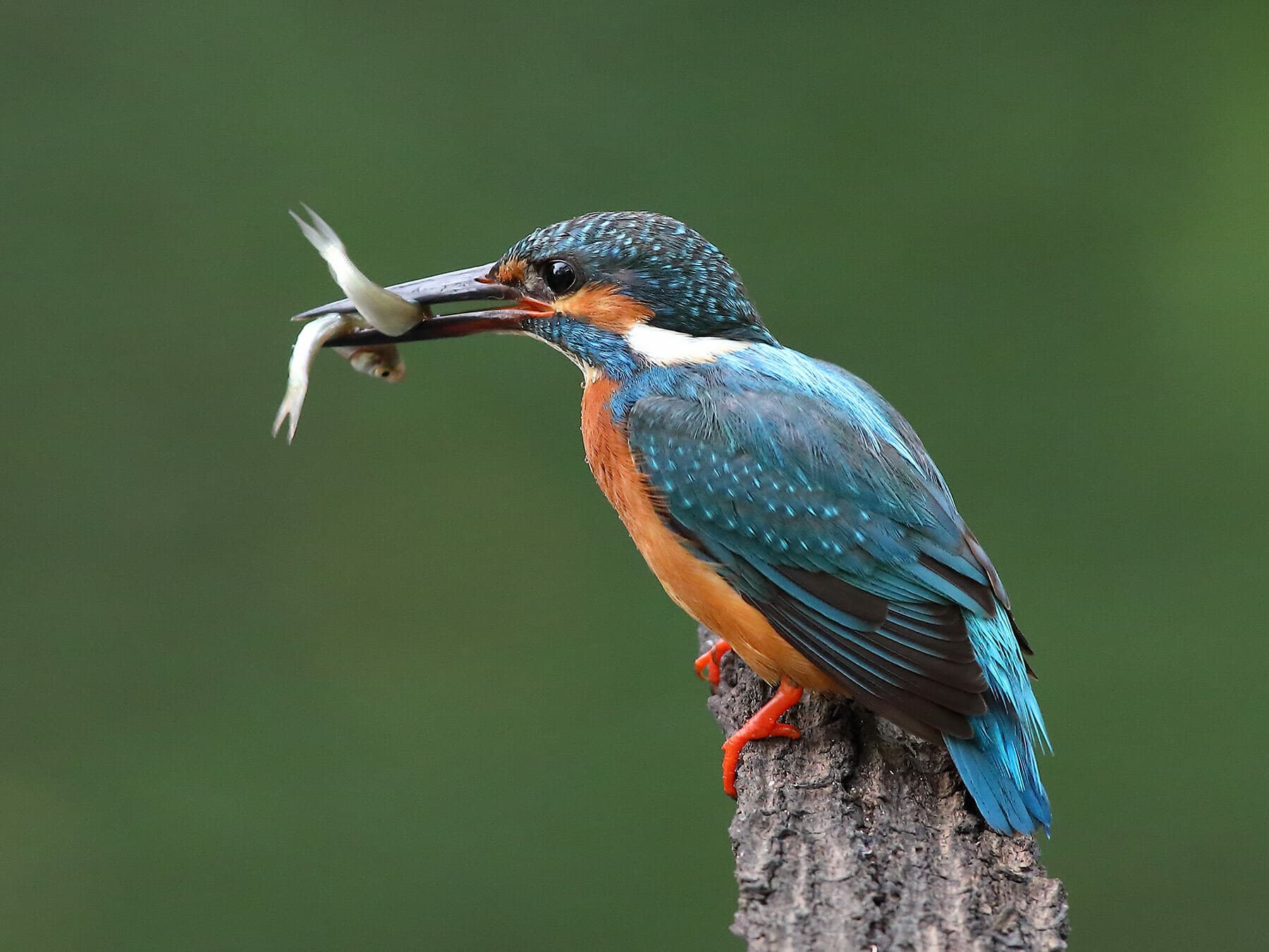 Close up of a perched Kingfisher, with fish in its beak