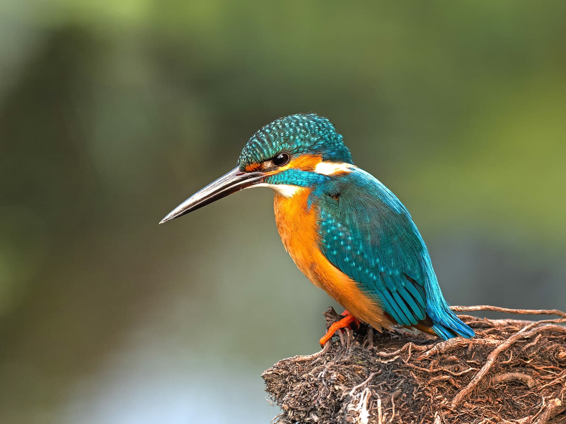 Common Kingfisher