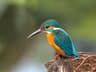 Common Kingfisher