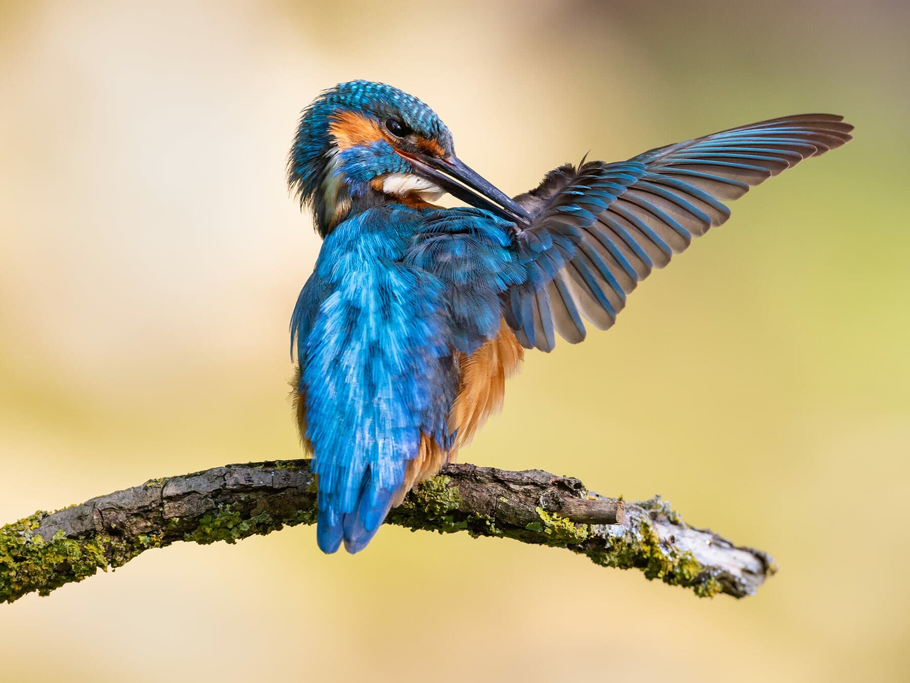 Kingfisher preening its feathers