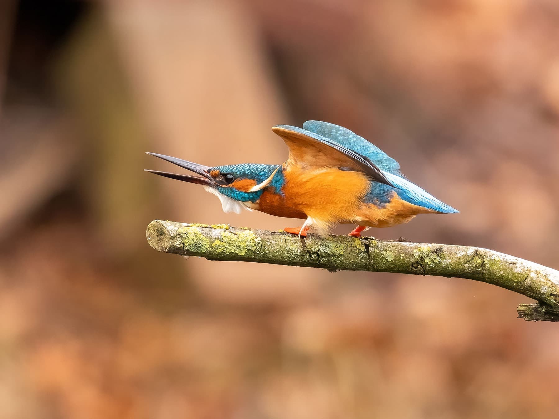 Kingfisher in defence mode, defending territory from unwanted visitors