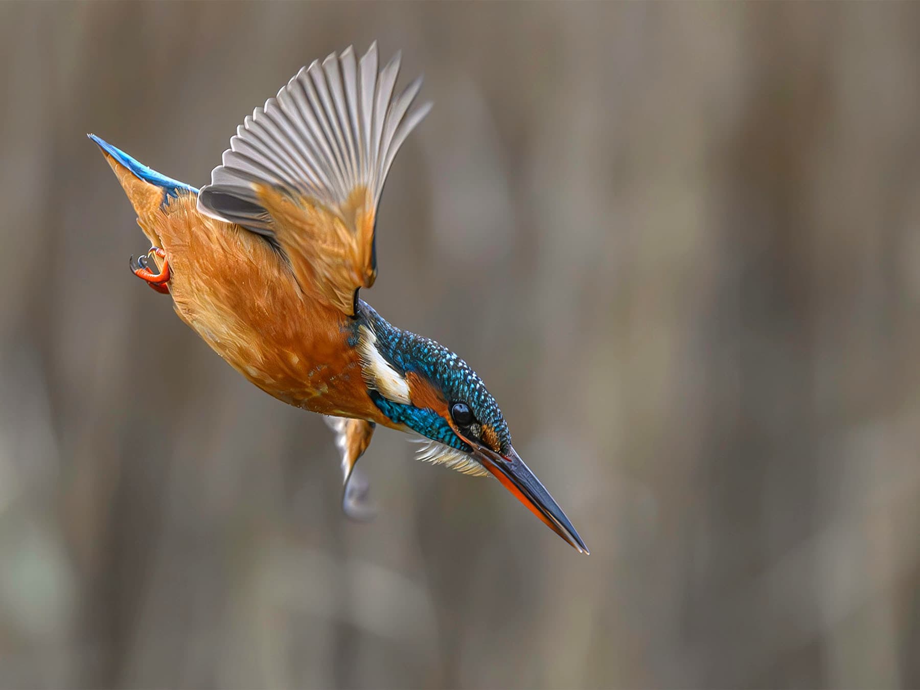 Kingfisher diving to catch prey