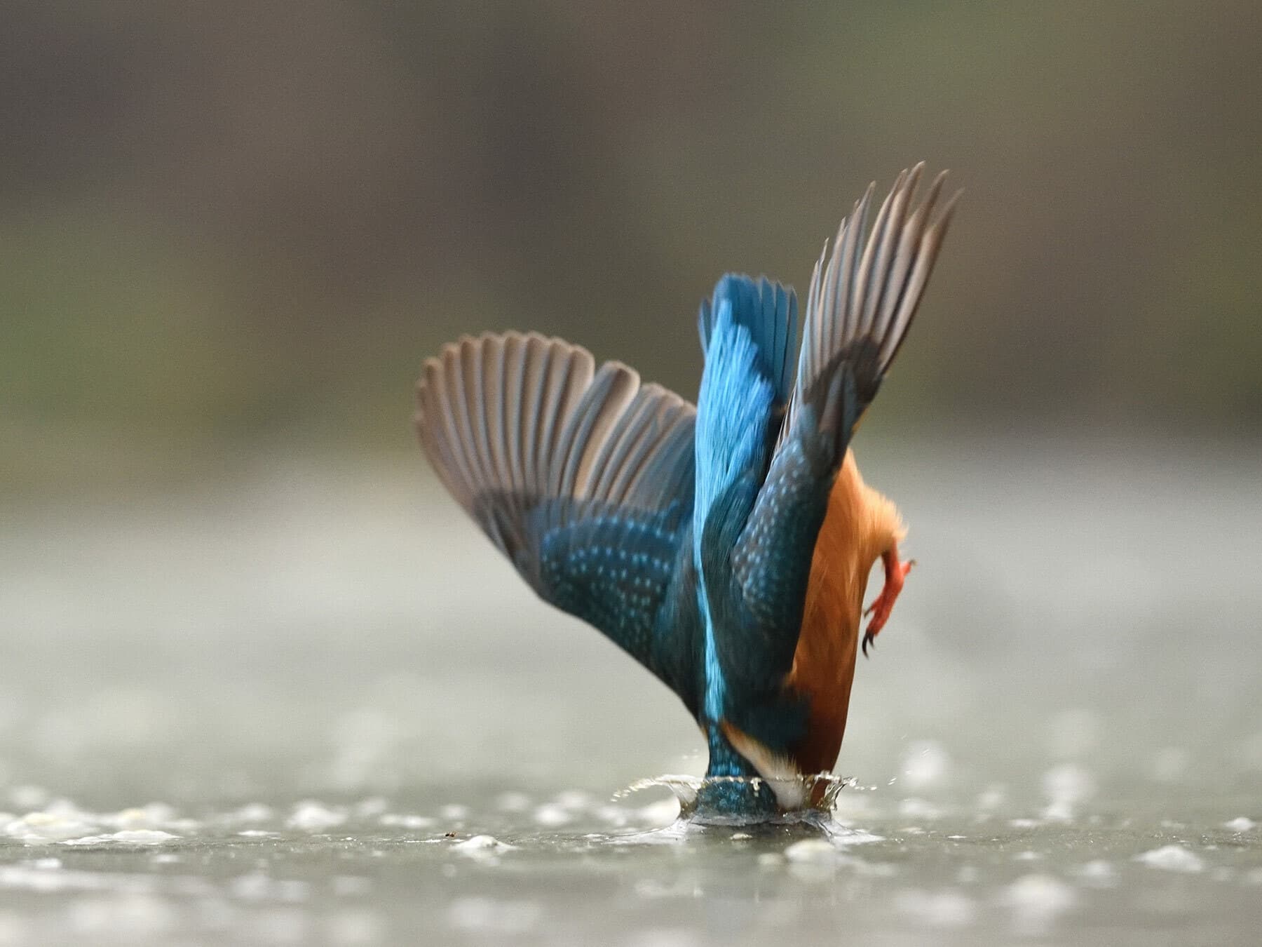 Kingfisher diving into the water hunting for fish