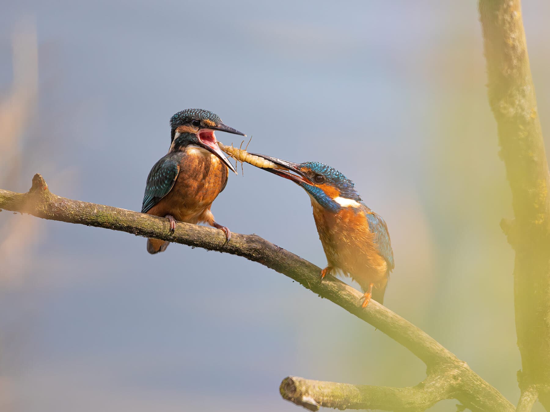 Kingfisher feeding chick