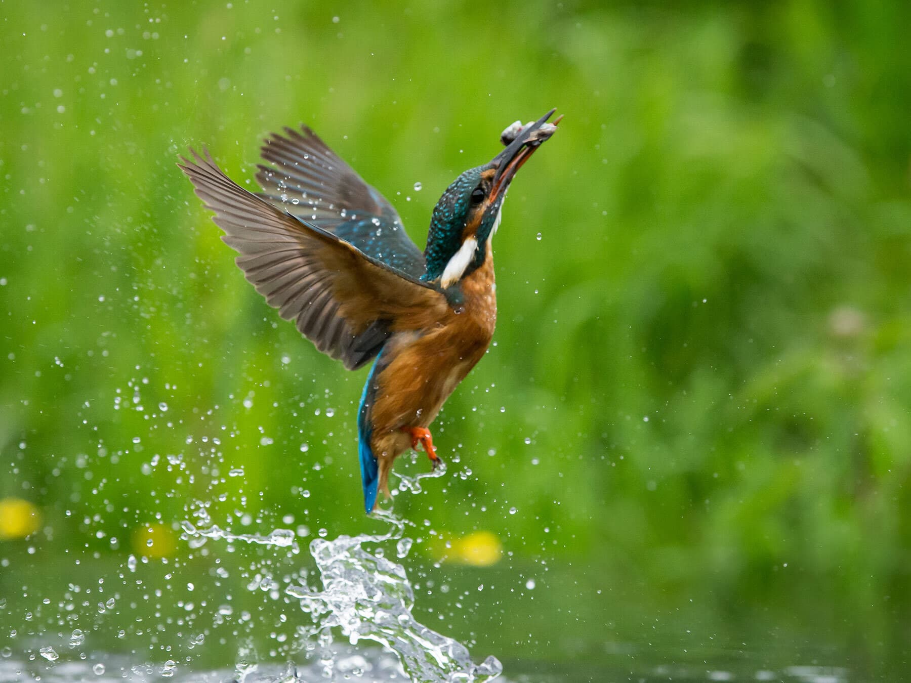 Kingfisher fishing