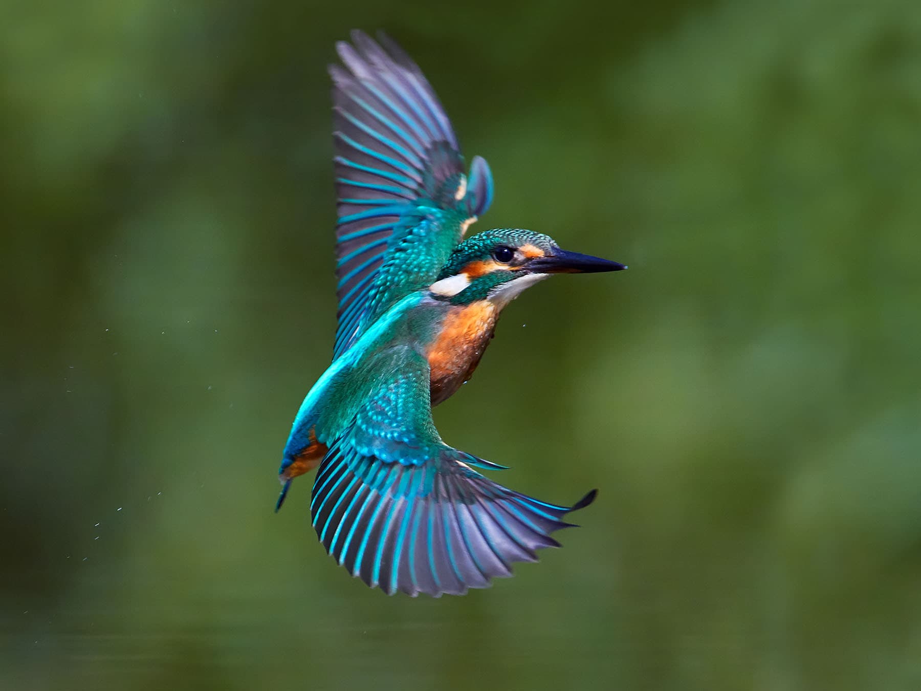 Kingfisher in flight