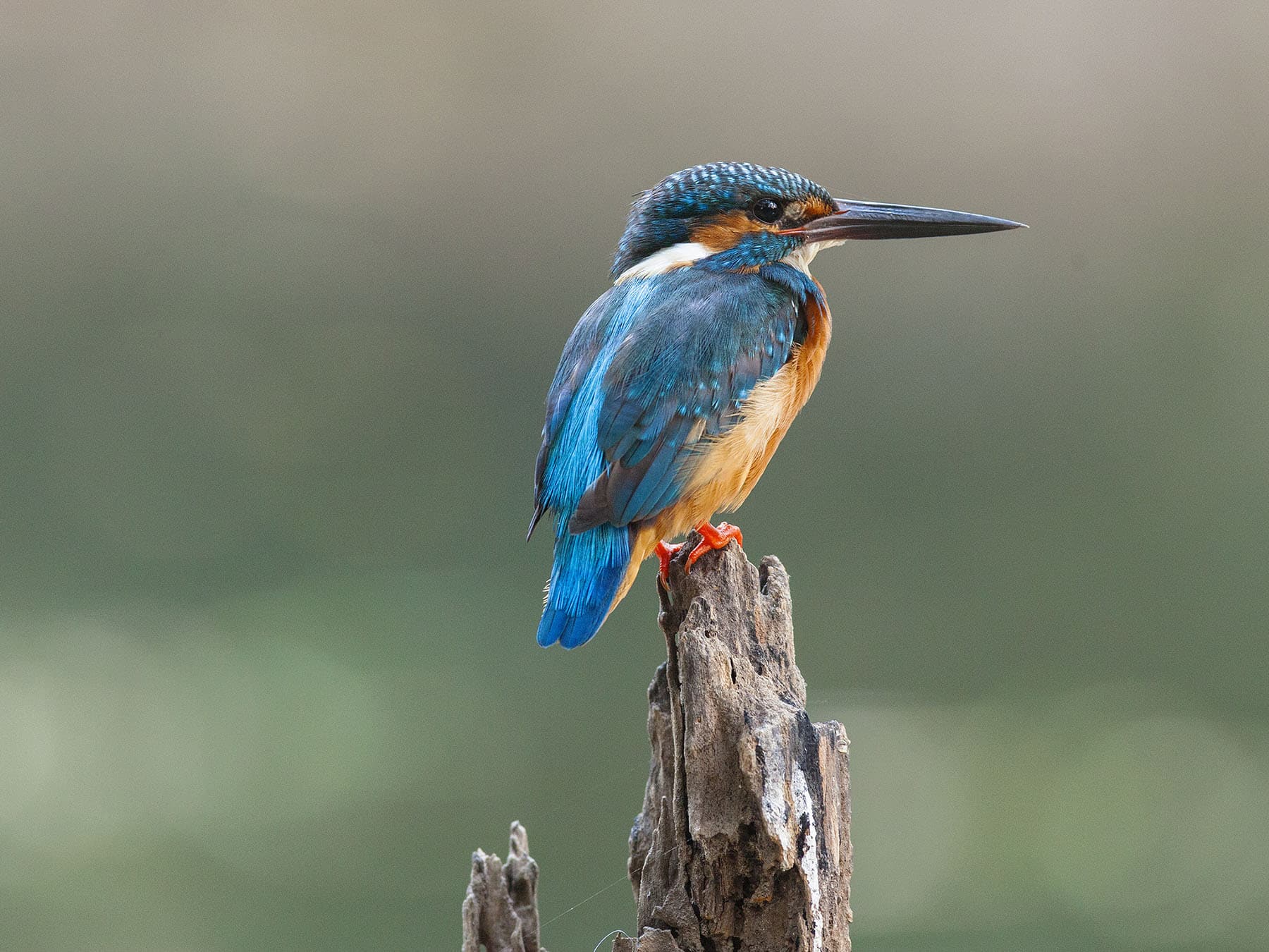 Kingfisher perched on a stump
