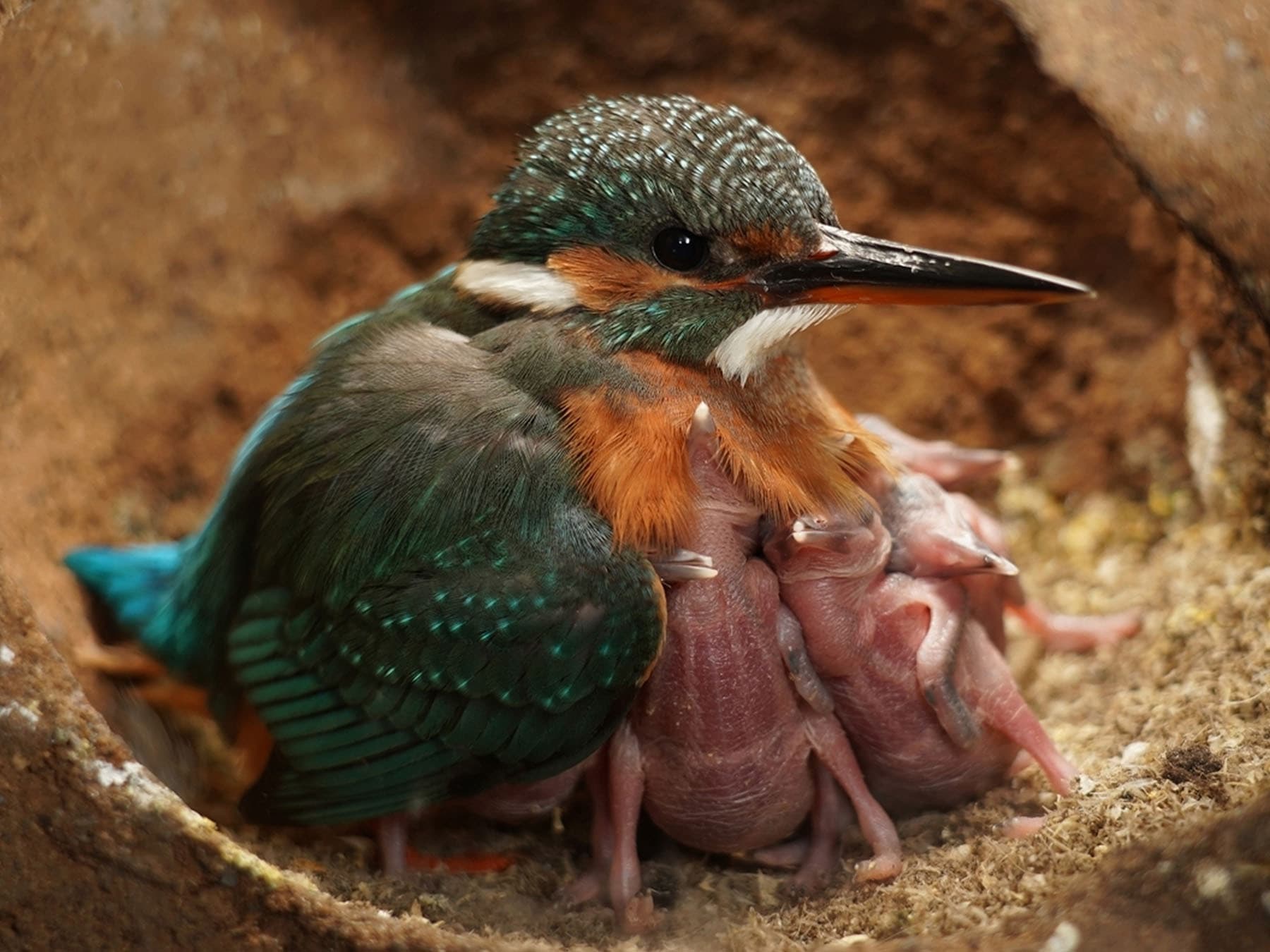 Common Kingfisher with young chicks