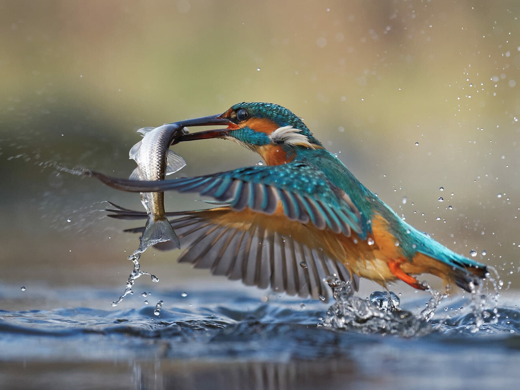 Close up of a Kingfisher catching fish in the water
