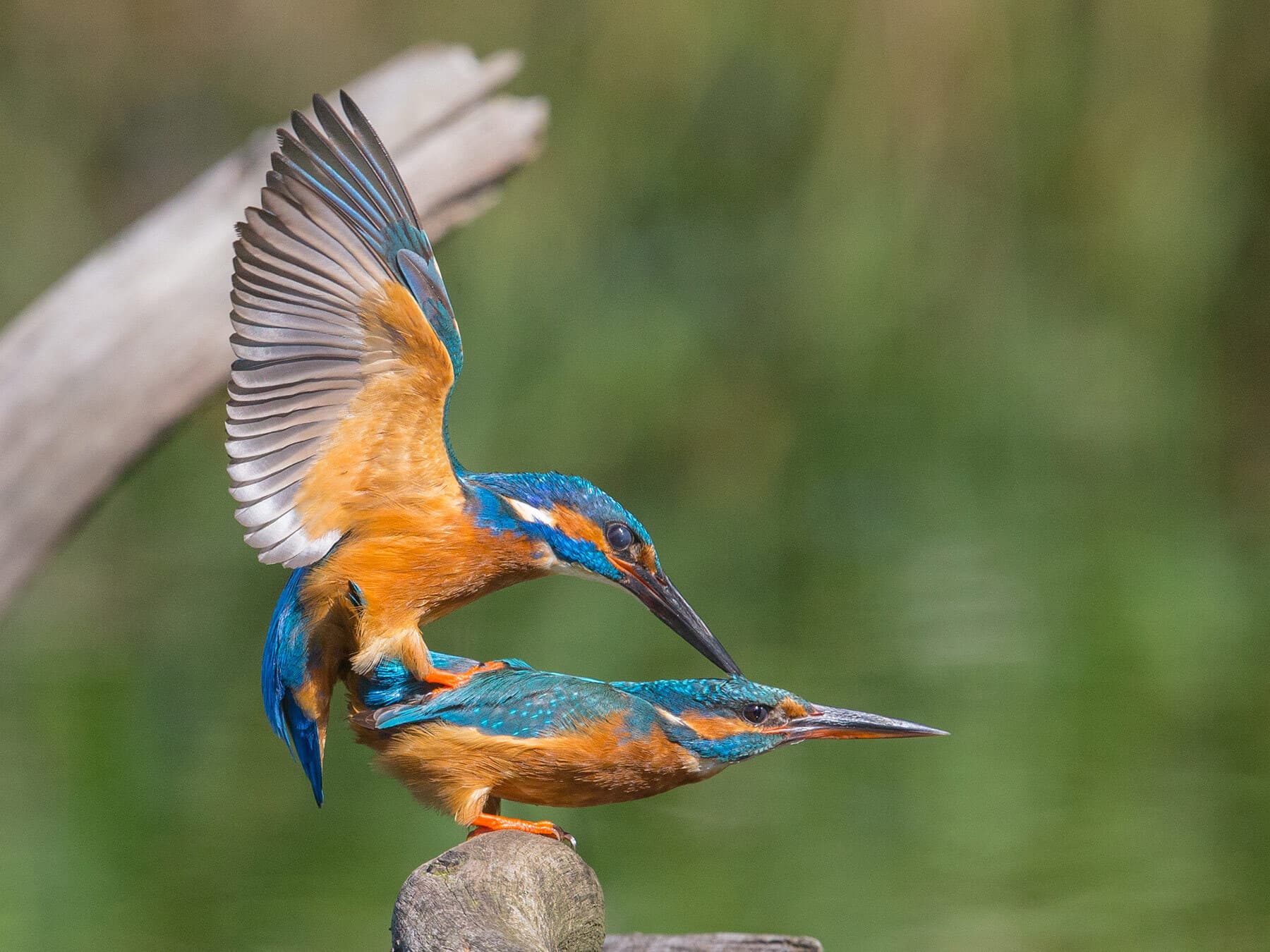 Kingfishers mating