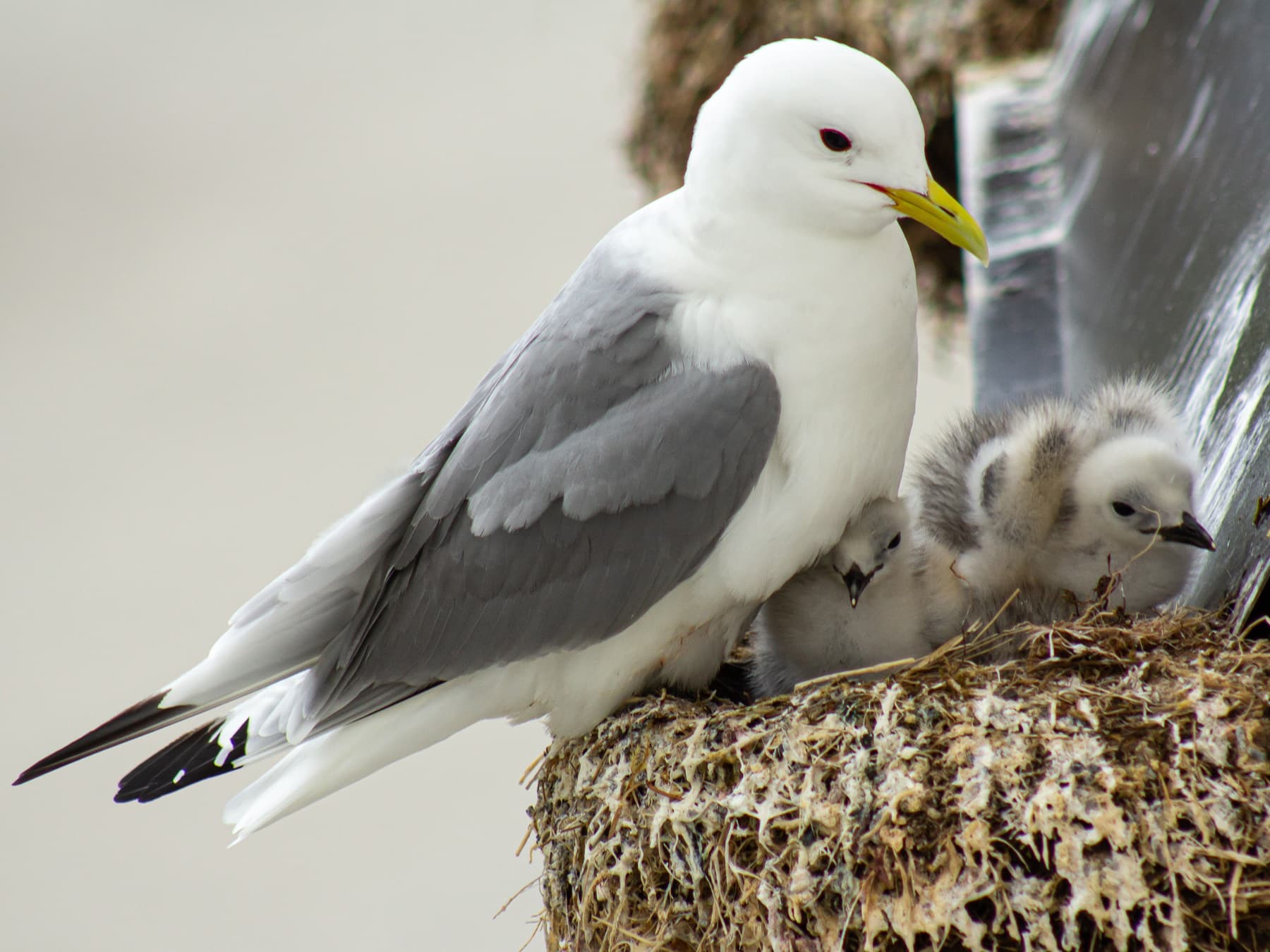 Kittiwake at nest with chicks