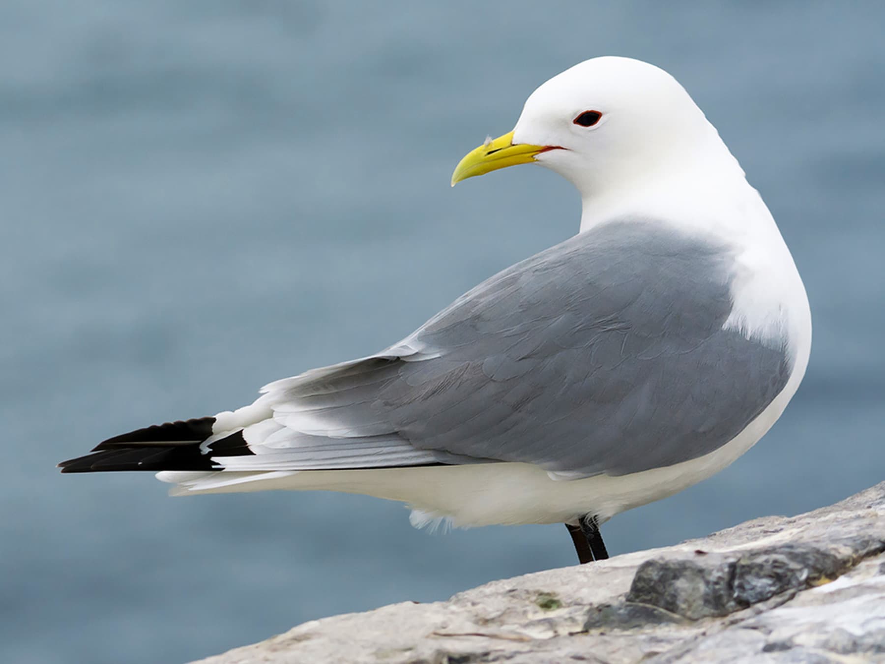 Kittiwake perching on cliff edge