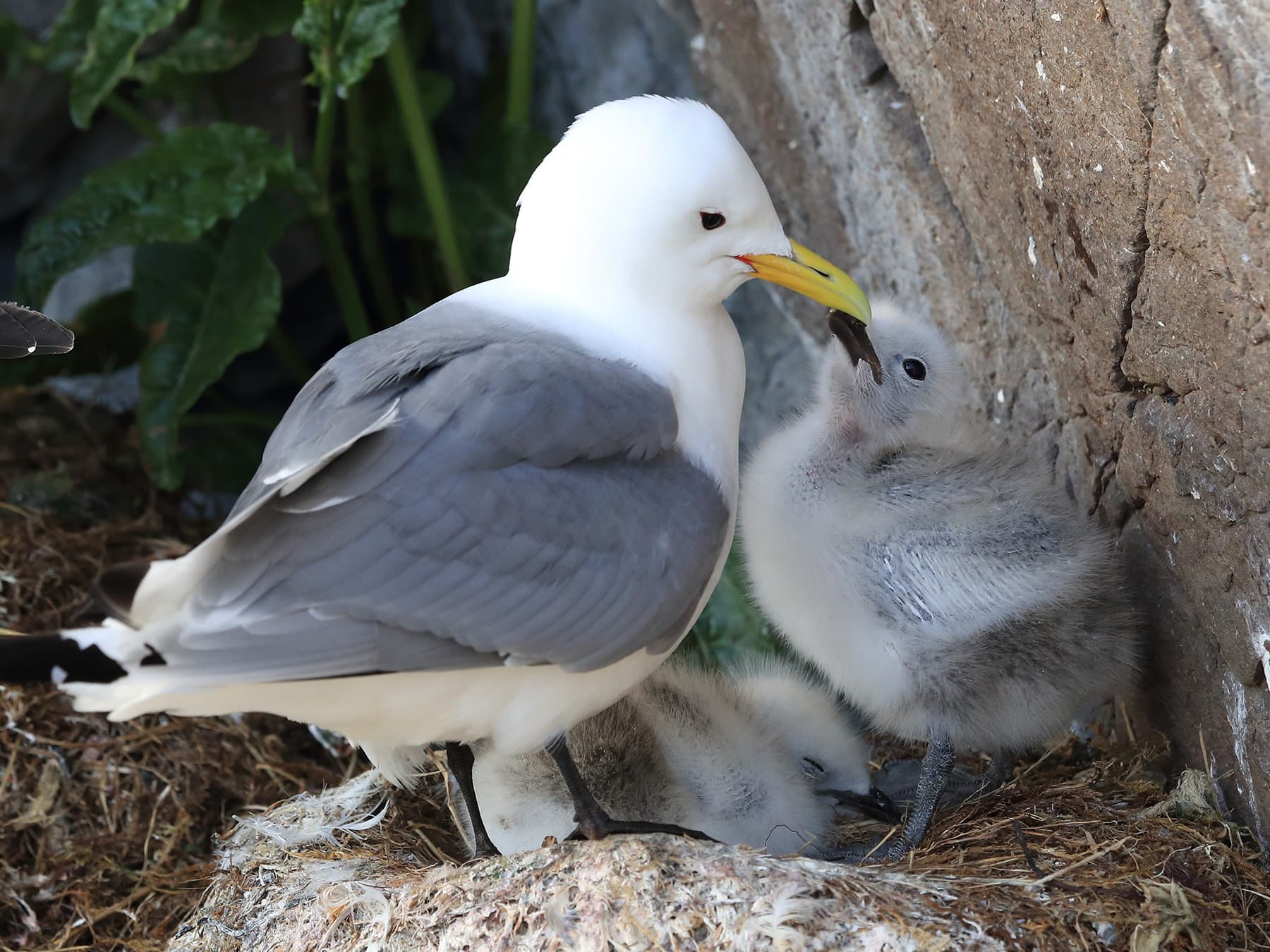 Kittiwake feeding chicks at nest