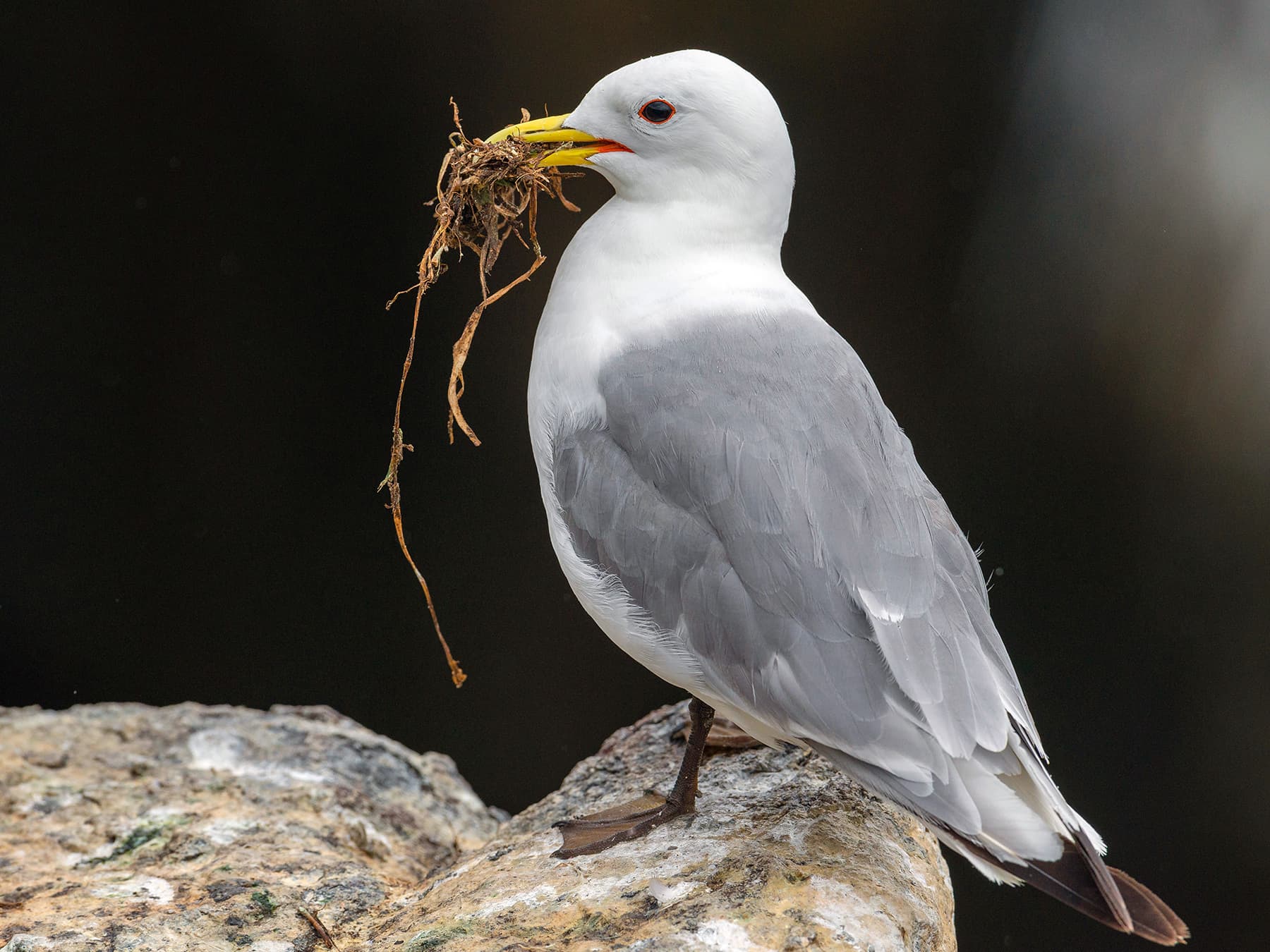 Kittiwake gathering nesting materials