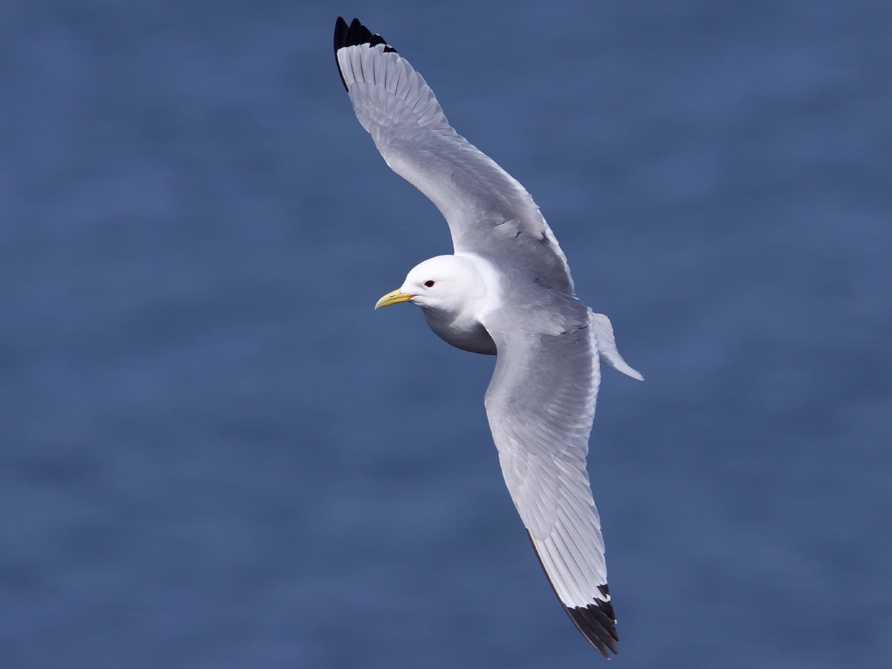 Kittiwake in-flight