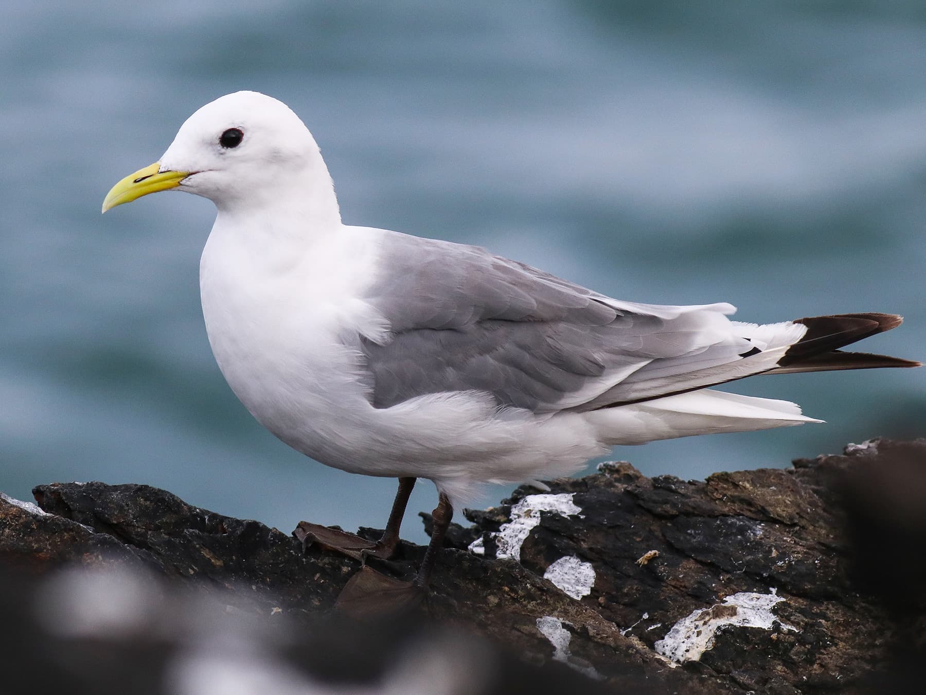 Kittiwake resting in natural habitat