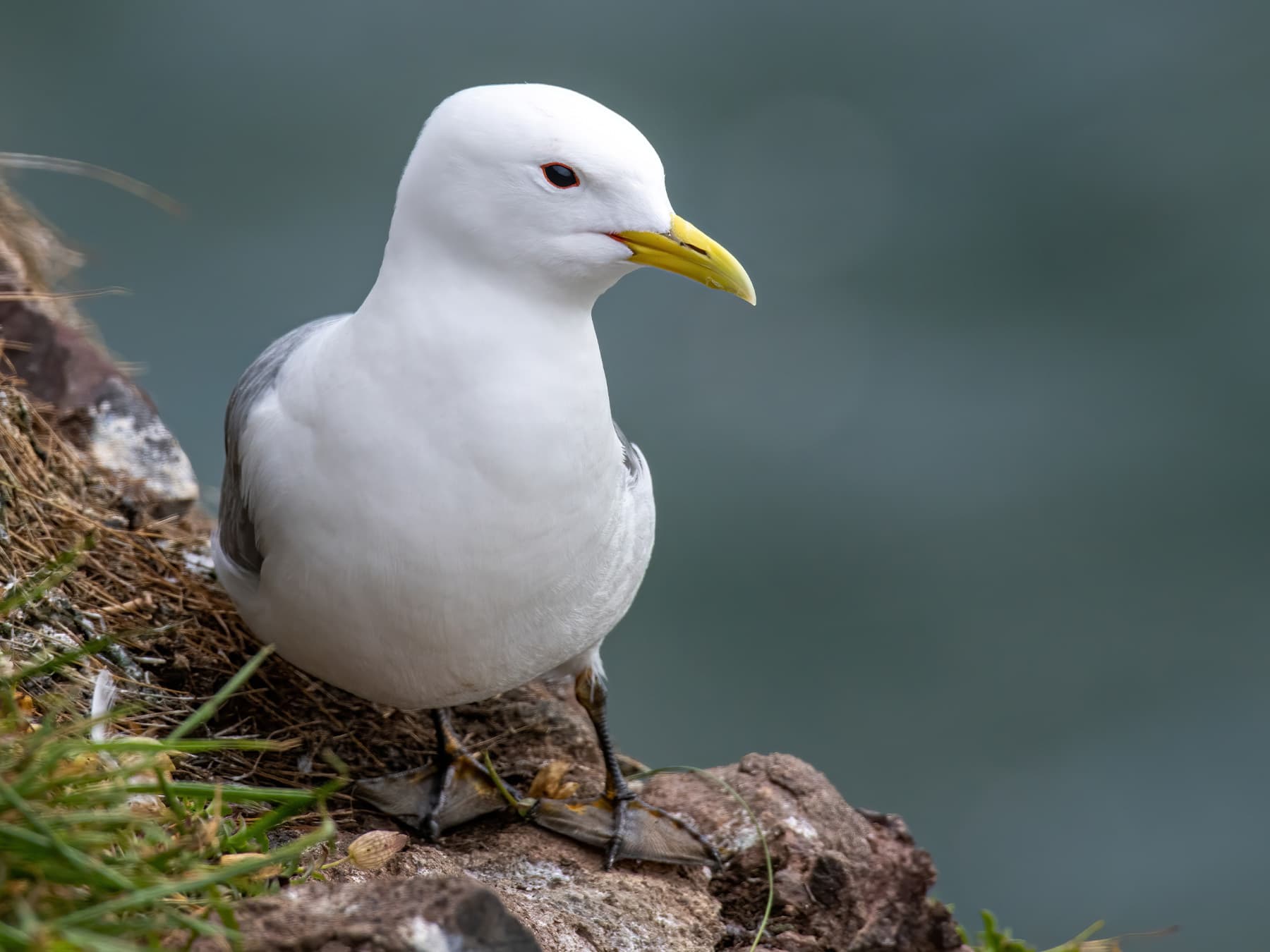 Kittiwake in natural habitat