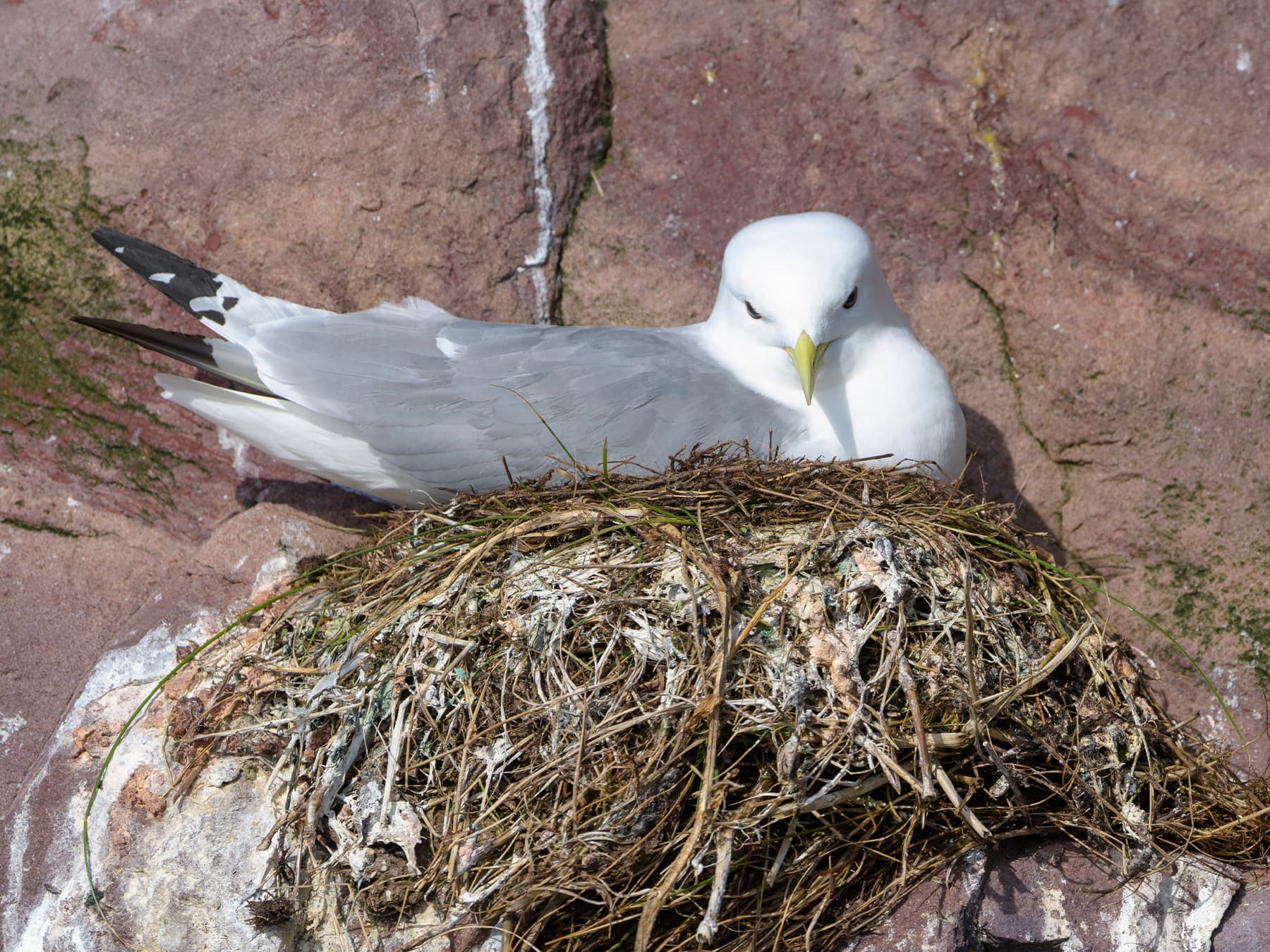 Kittiwake sitting on nest