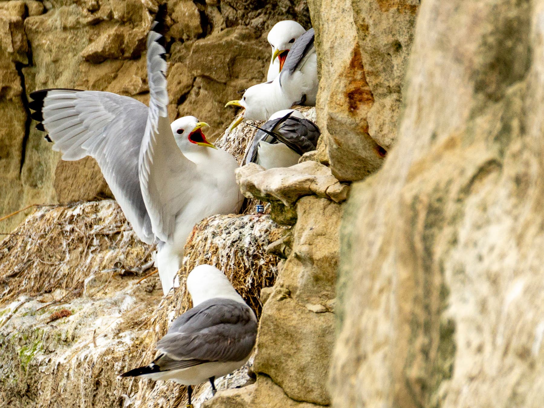 Kittiwake's being aggressive near nest site