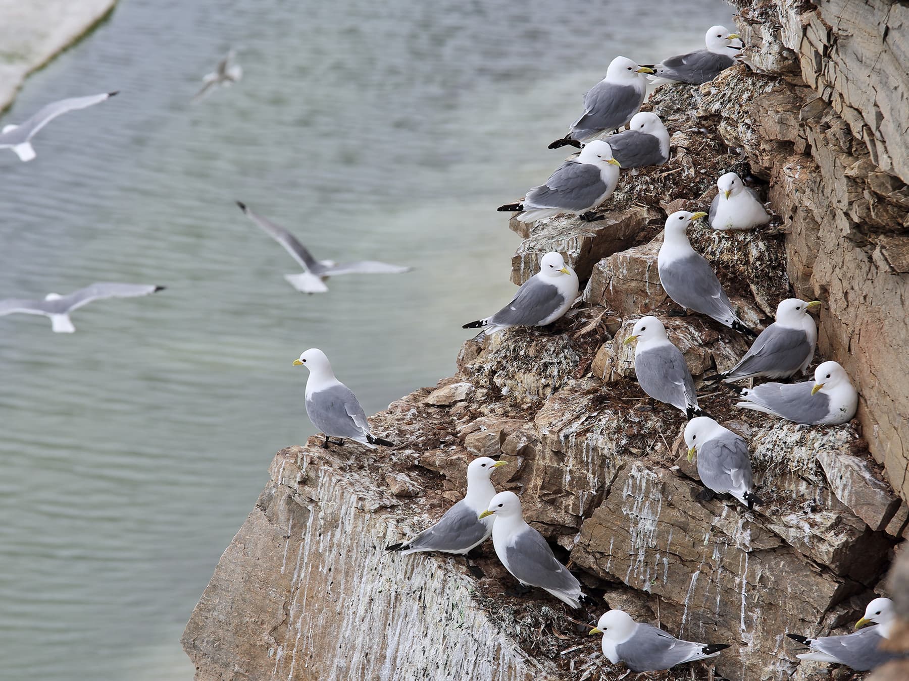 Kittiwake colony by the coast