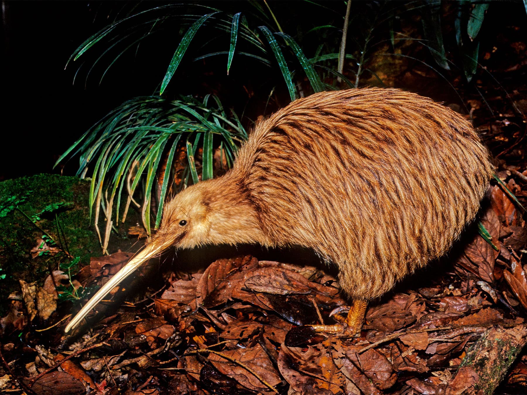 Kiwi foraging in forest habitat