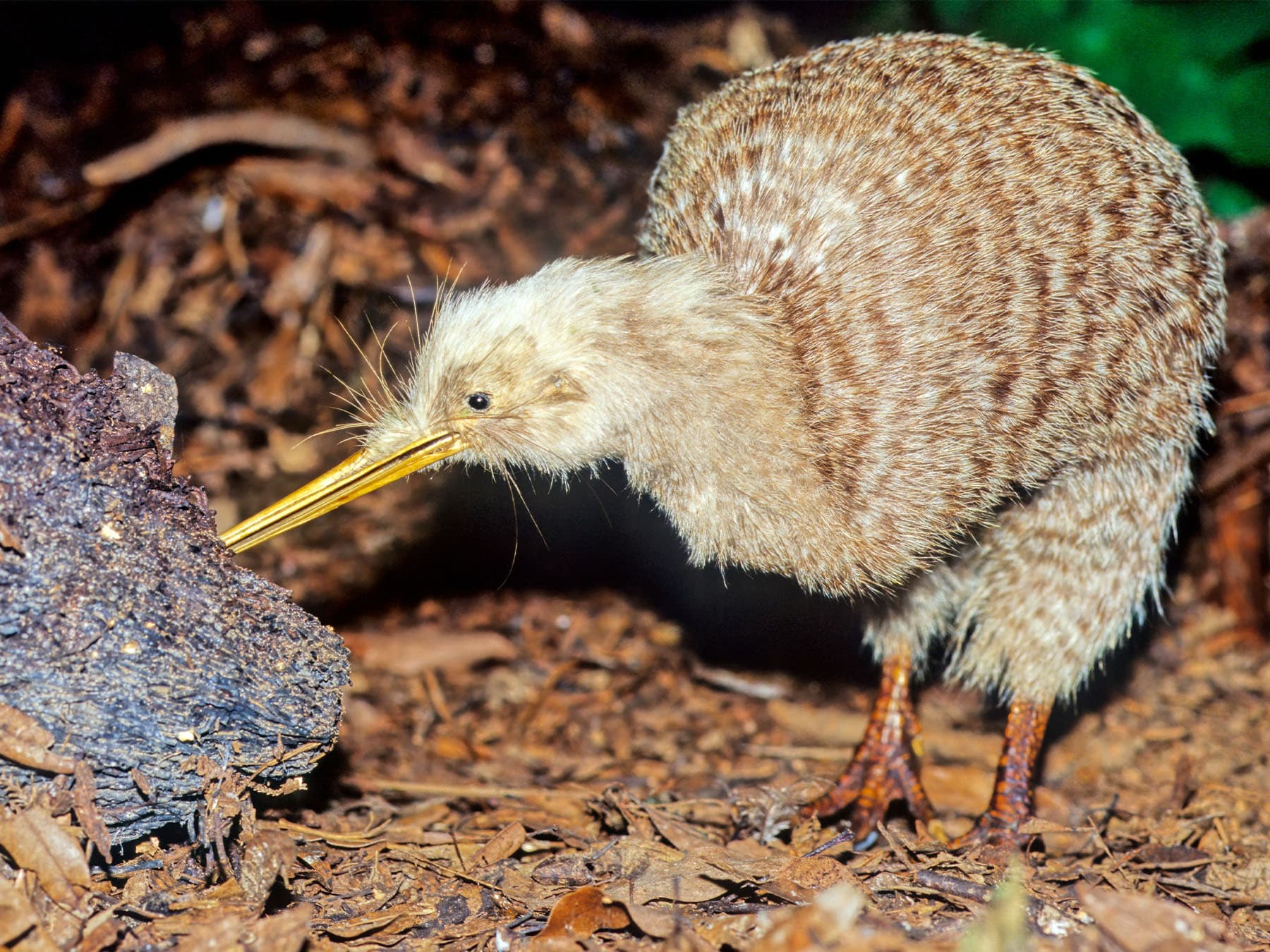 Kiwi foraging in natural habitat